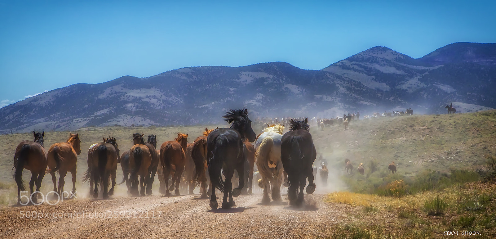 Canon EOS 6D Mark II sample photo. Horse power photography