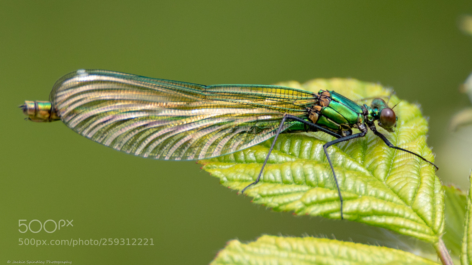 Canon EOS 7D Mark II sample photo. Beautiful demoiselle photography