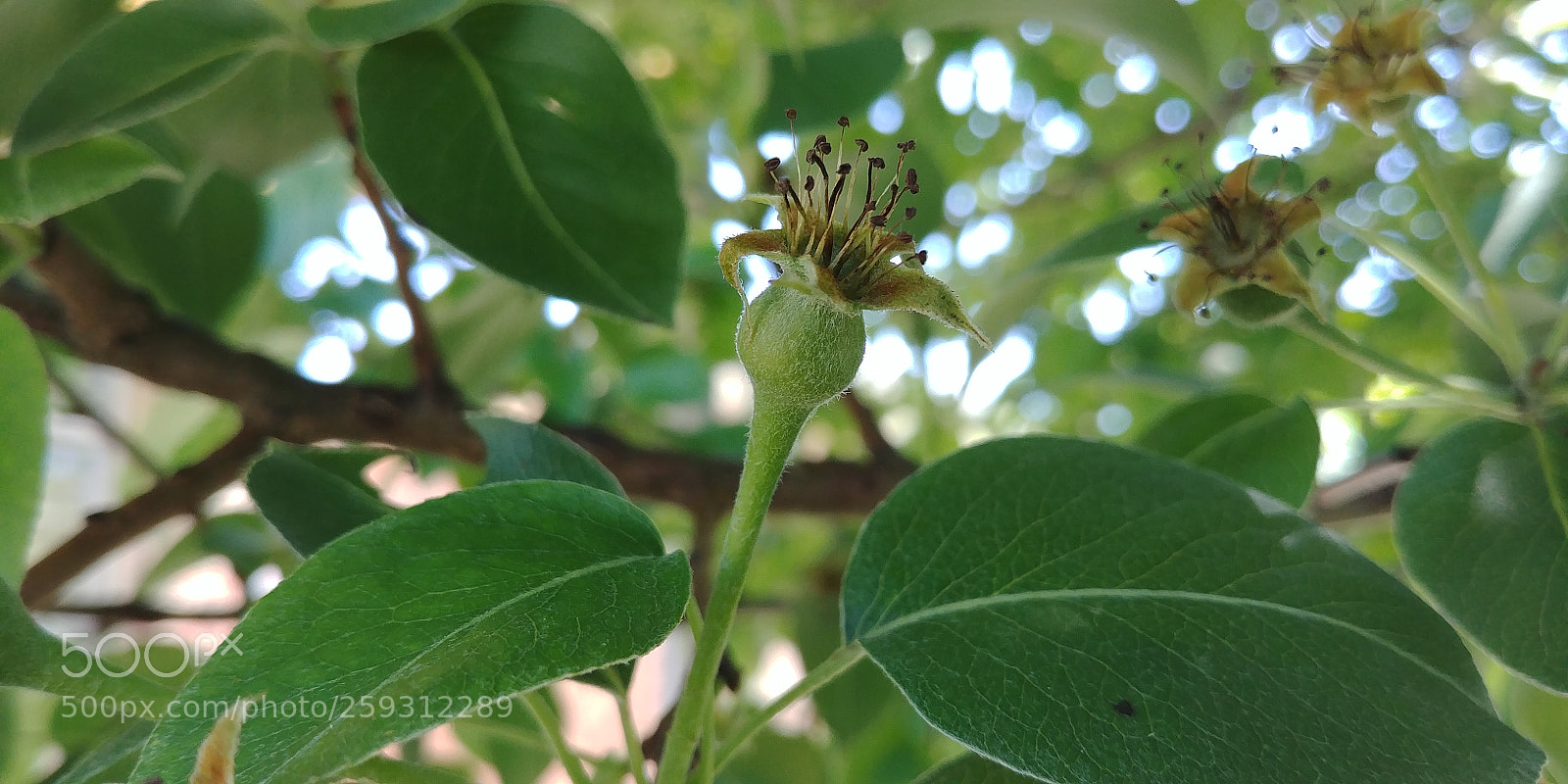 LG G6 sample photo. Little pears.? photography