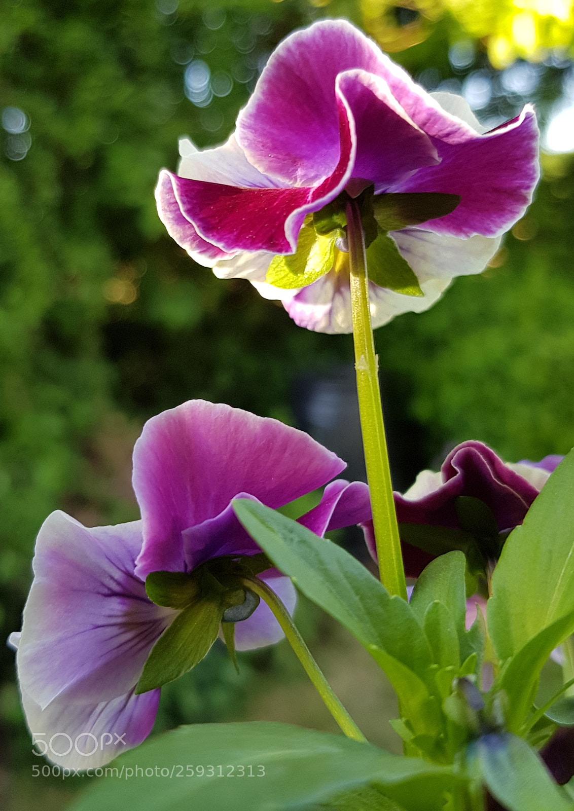 Samsung Galaxy S8 sample photo. Pansy photography