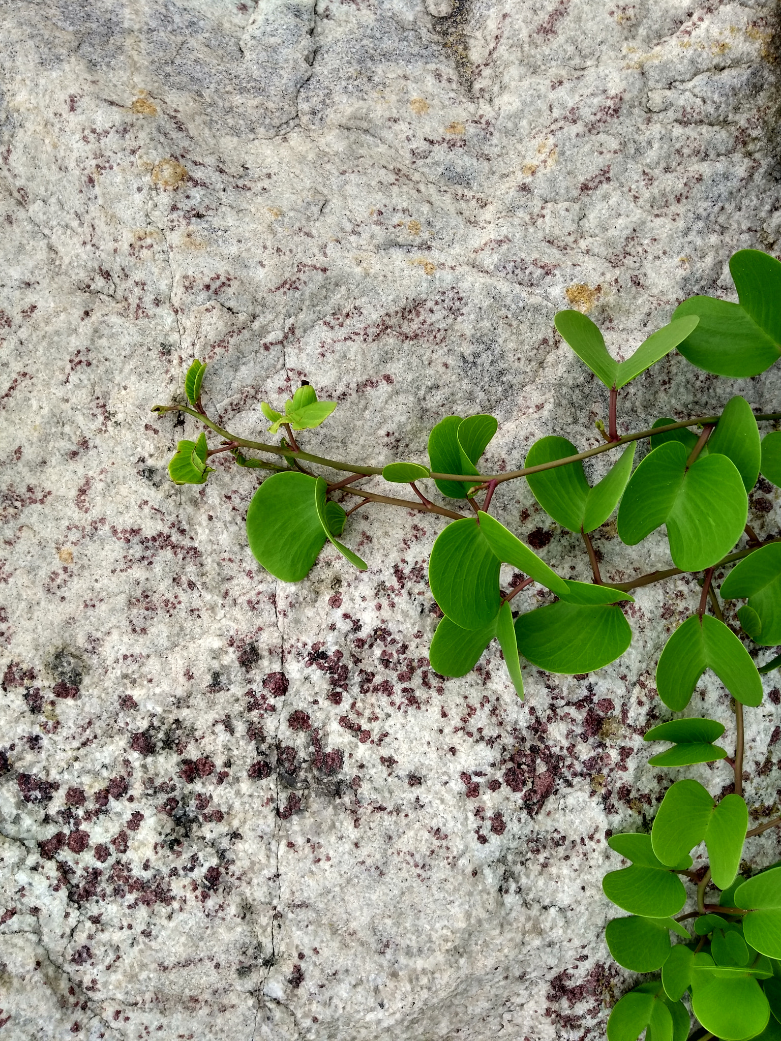 Motorola Moto G (5th Gen) sample photo