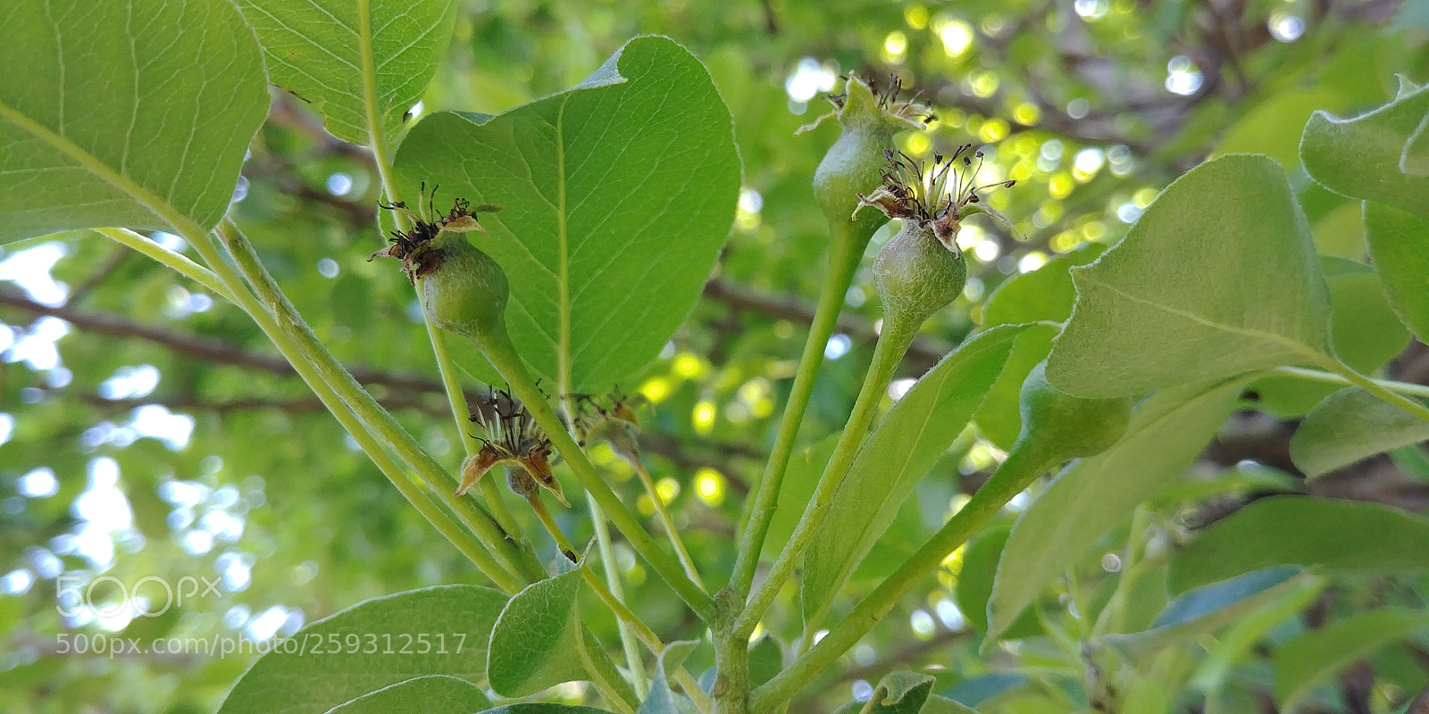 LG G6 sample photo. Little pears. ? photography