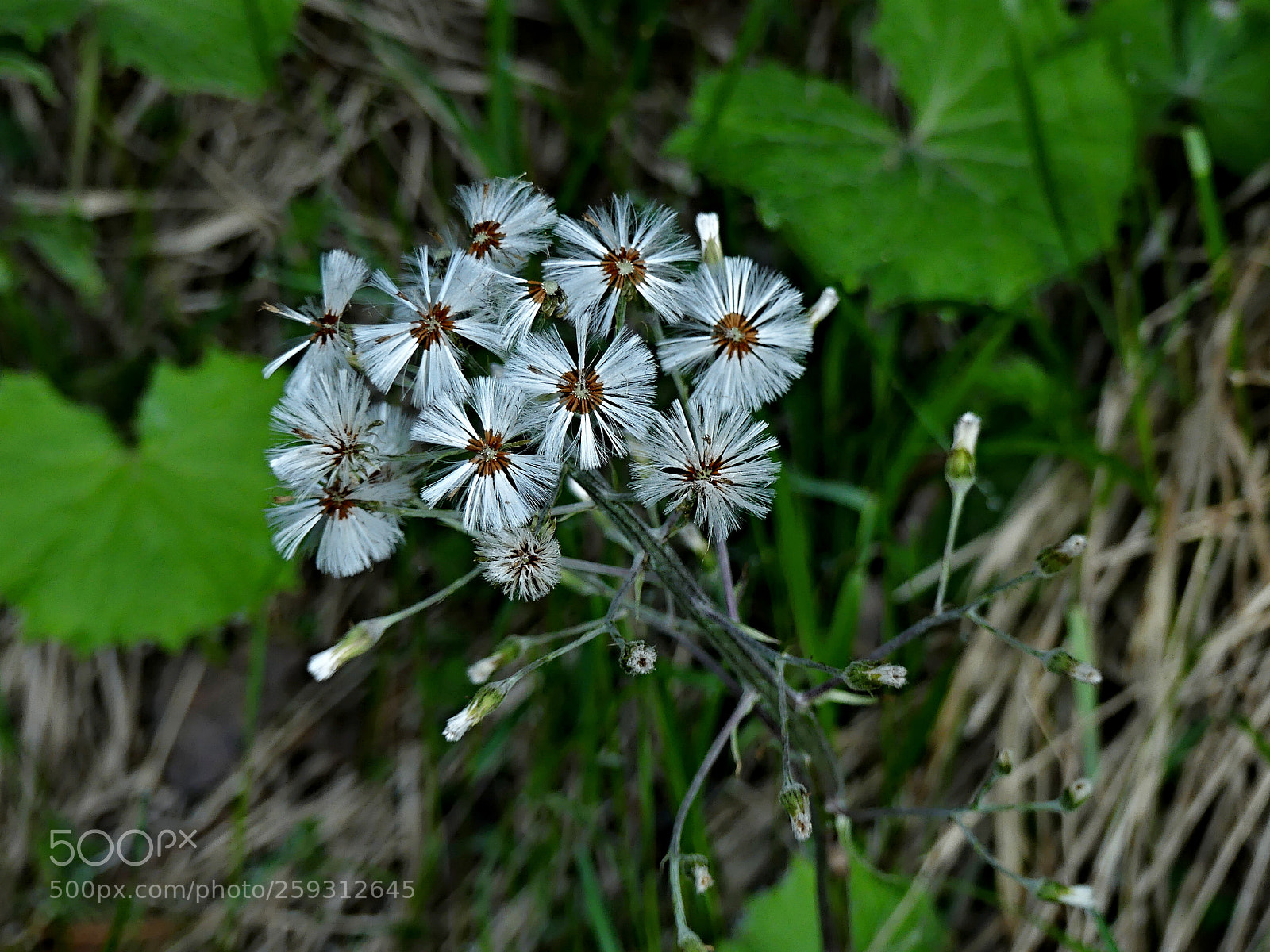 Panasonic Lumix DMC-FZ300 sample photo. Mountain flowers photography