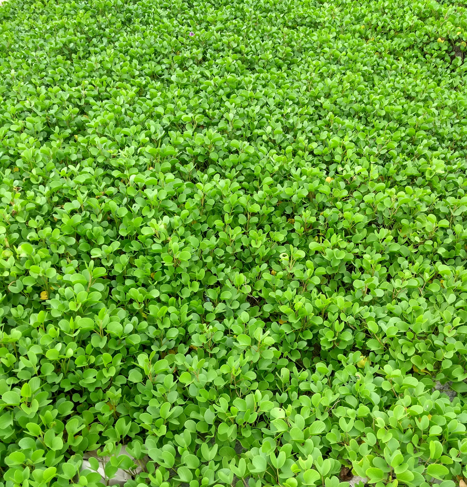 Motorola Moto G (5th Gen) sample photo