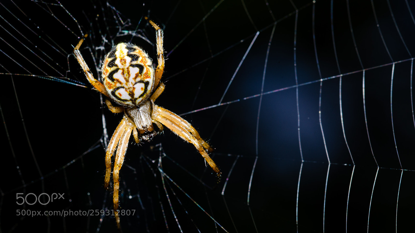 Nikon D5100 sample photo. Yellow spider photography