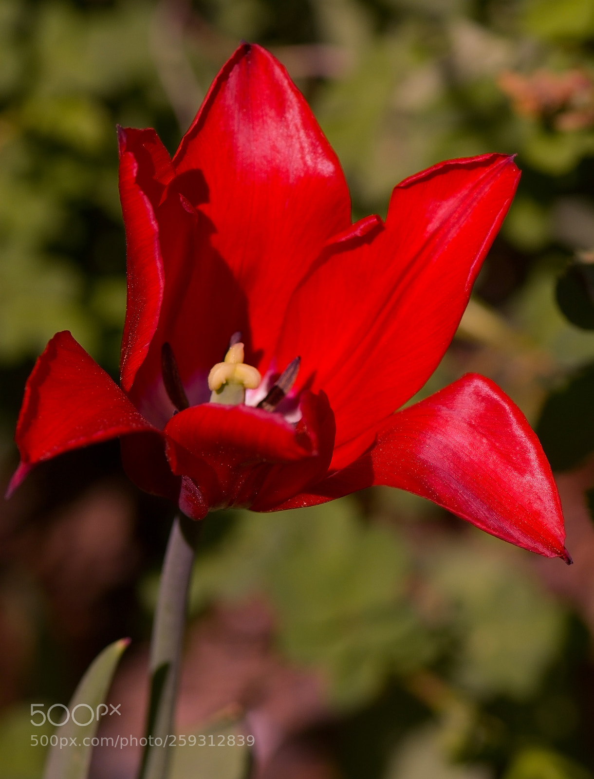 Nikon D7100 sample photo. Macro shot of a photography