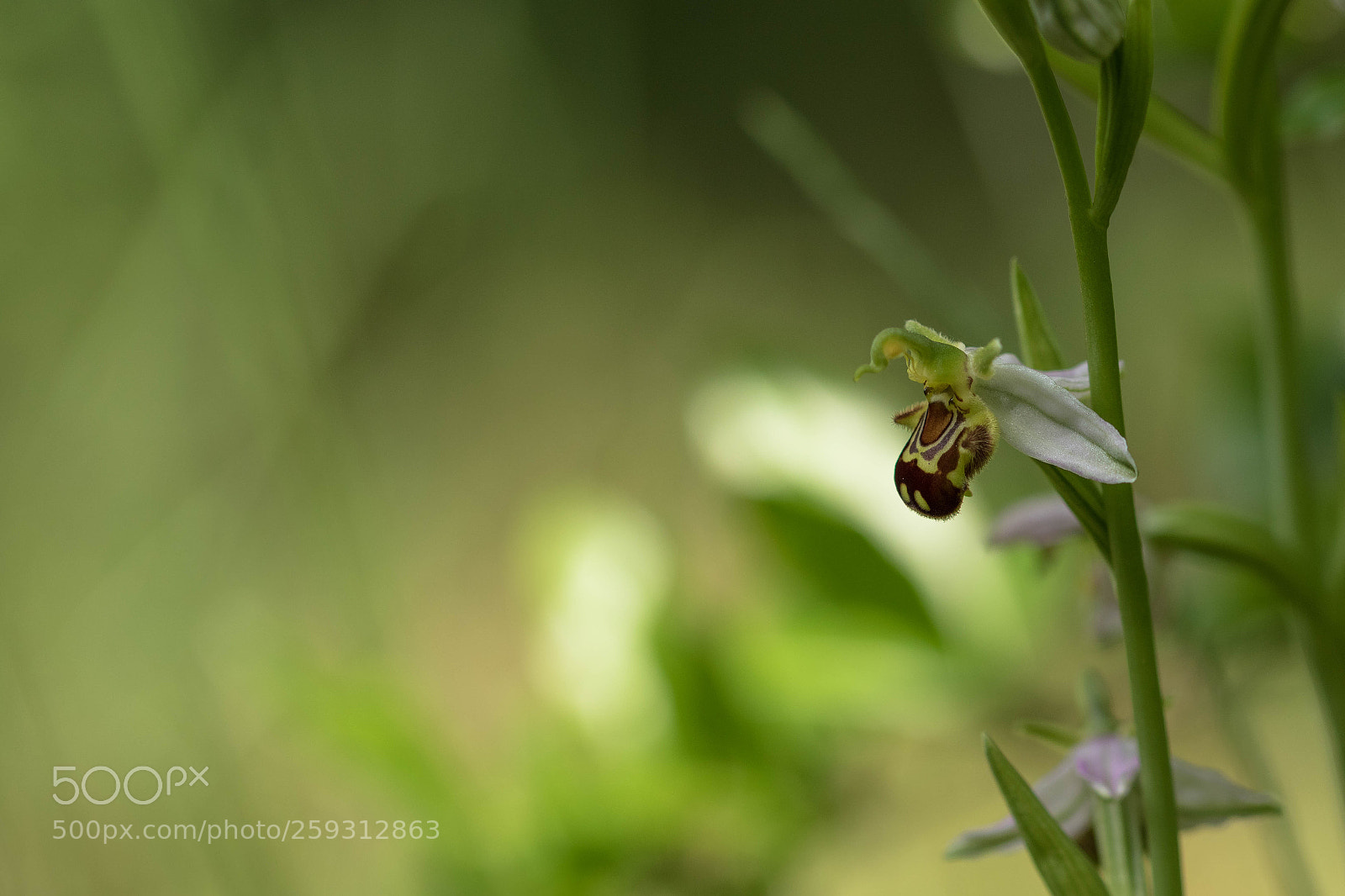 Canon EOS 7D Mark II sample photo. Orchidée photography