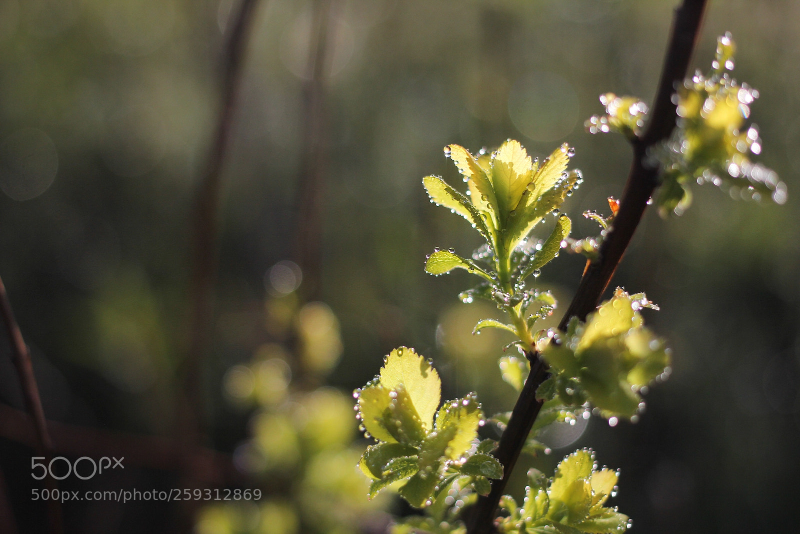 Canon EOS 60D sample photo. A magical moment photography