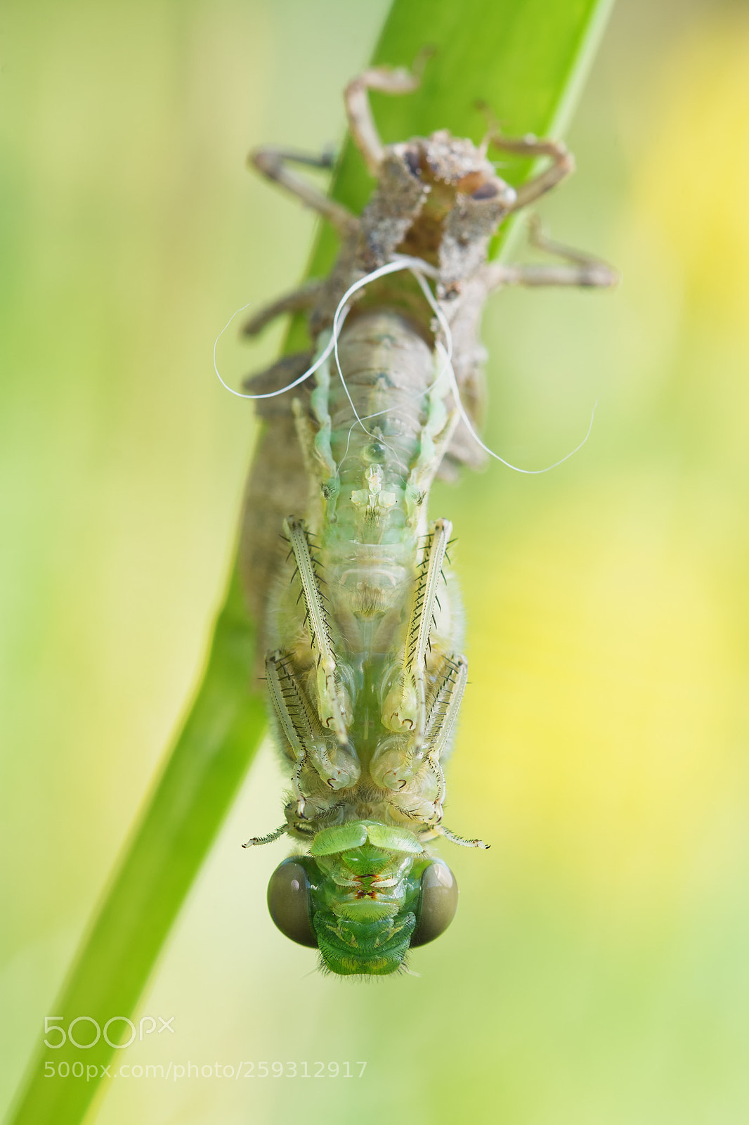 Nikon D7100 sample photo. Orthetrum cancellatum photography