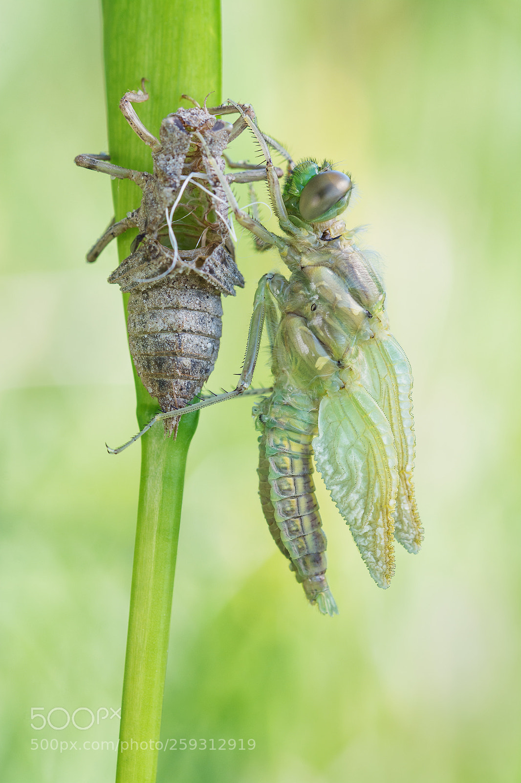 Nikon D7100 sample photo. Orthetrum cancellatum photography