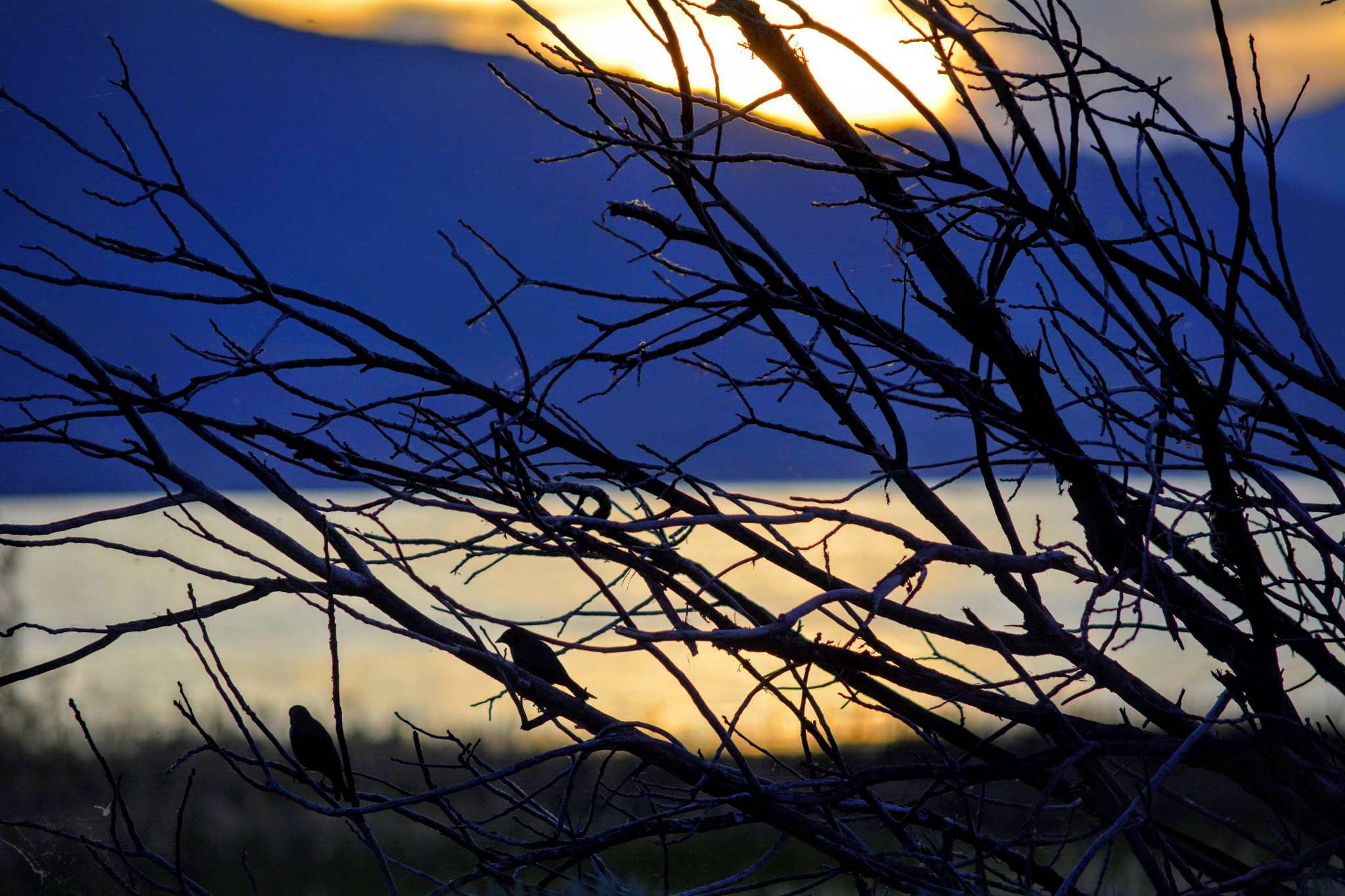 Nikon D7100 sample photo. Birds and branches photography