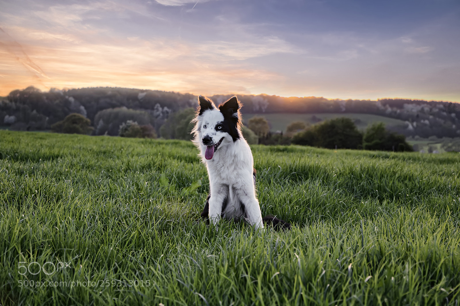 Canon EOS 760D (EOS Rebel T6s / EOS 8000D) sample photo. Lexi on the grass photography