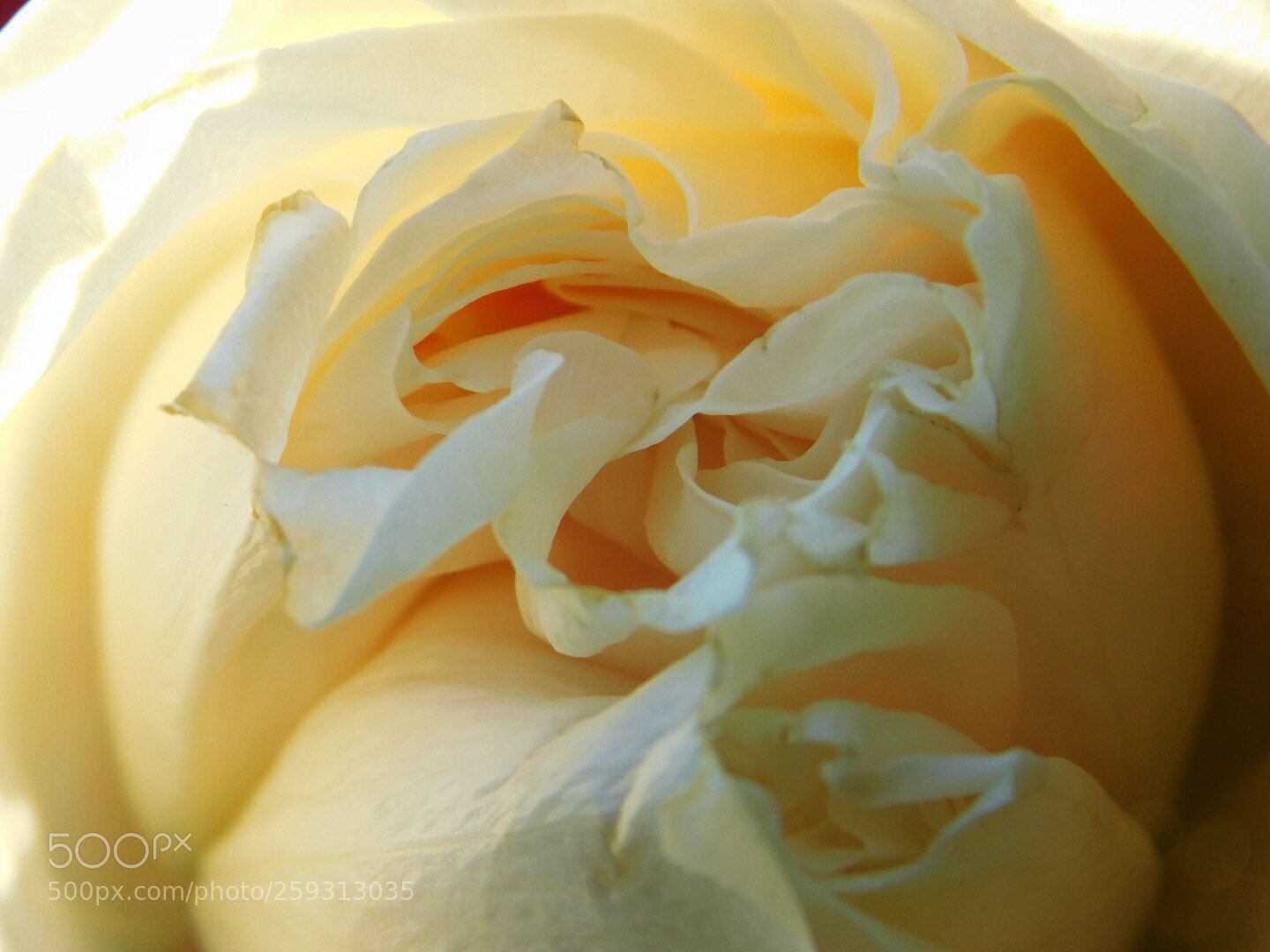 Nikon Coolpix B500 sample photo. Little rose photography