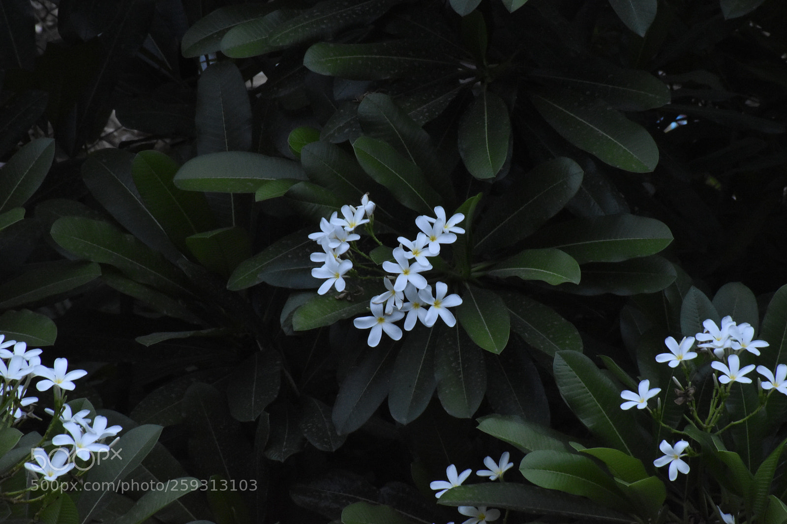 Nikon D5600 sample photo. White shadows photography