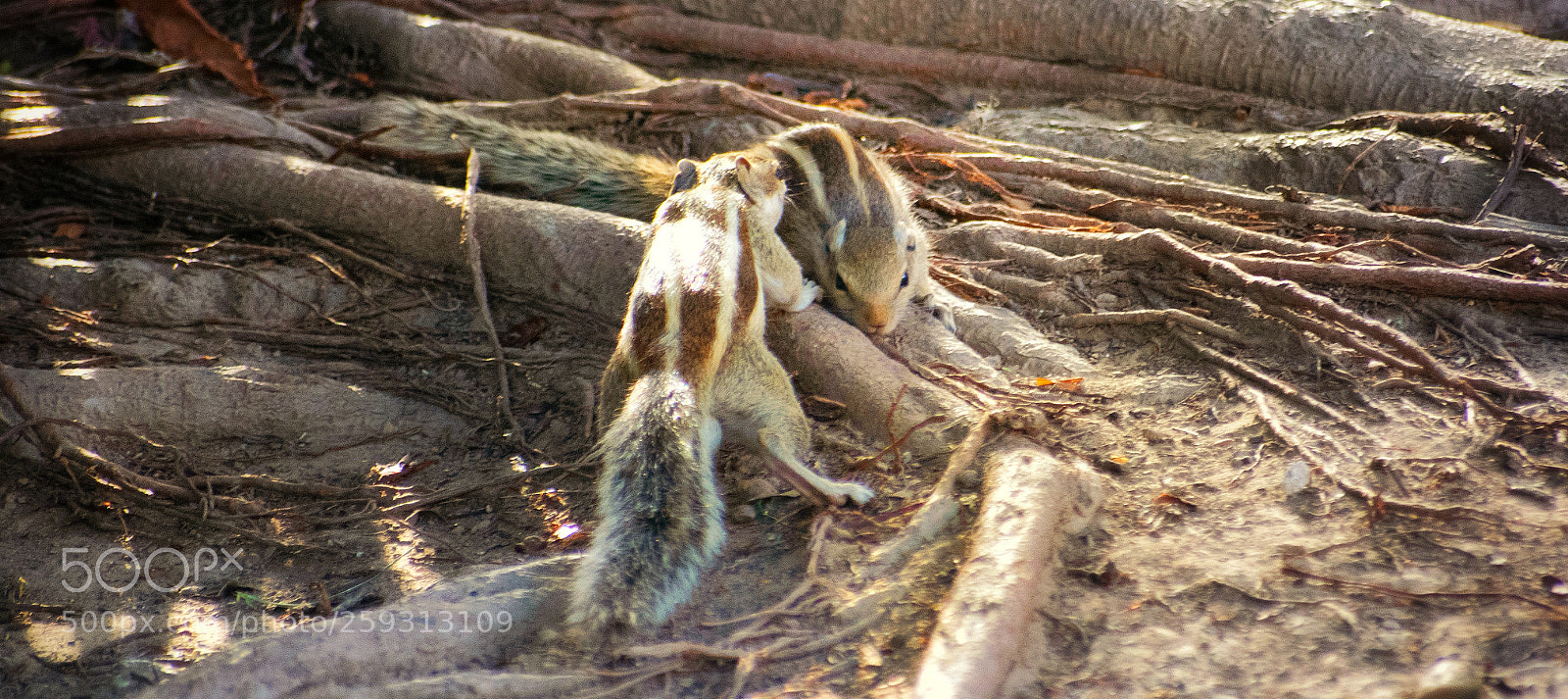 Nikon D5300 sample photo. Untitled photography
