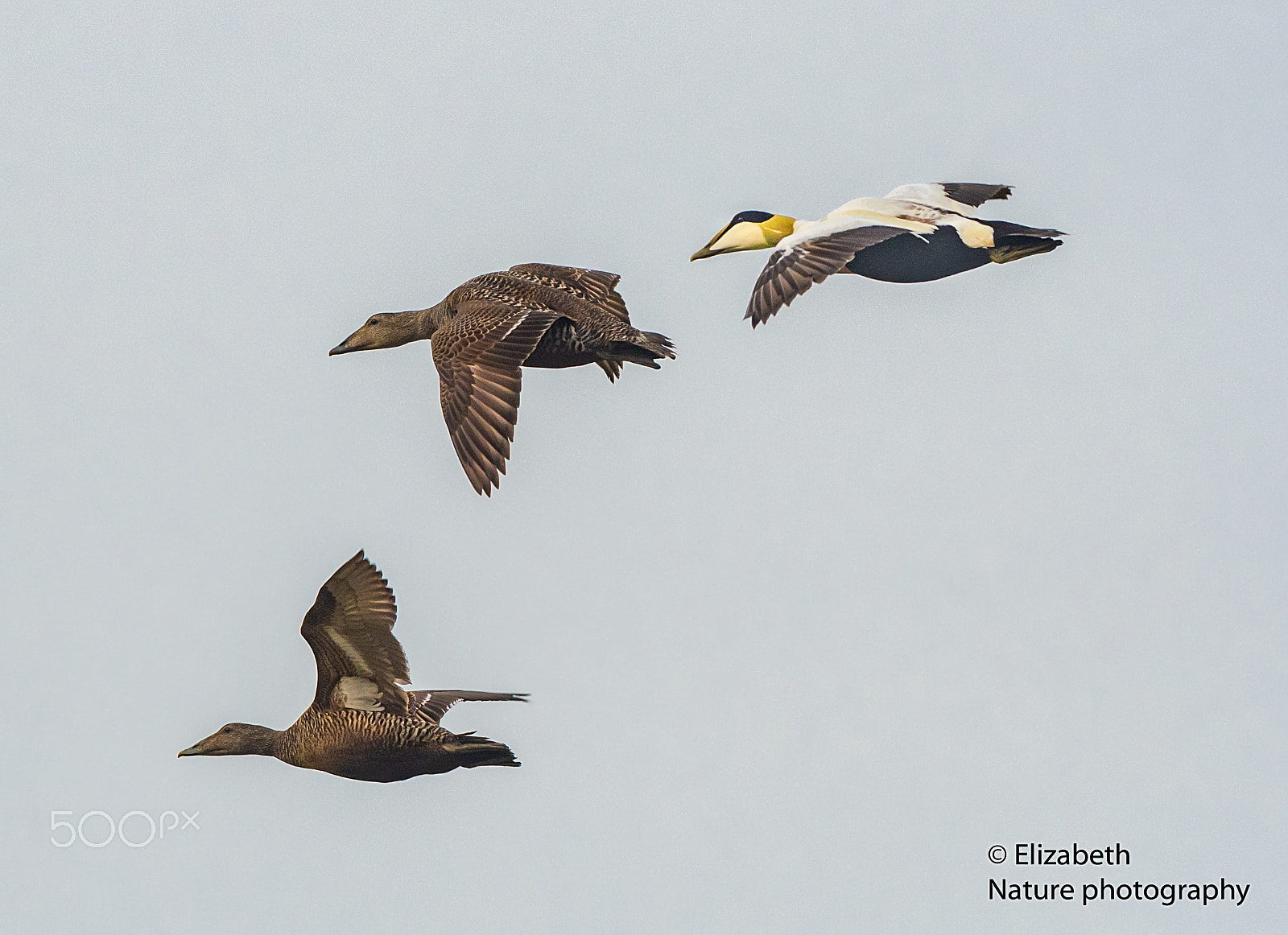 Nikon D500 + Nikon AF-S Nikkor 200-500mm F5.6E ED VR sample photo. Common eiders in flight photography