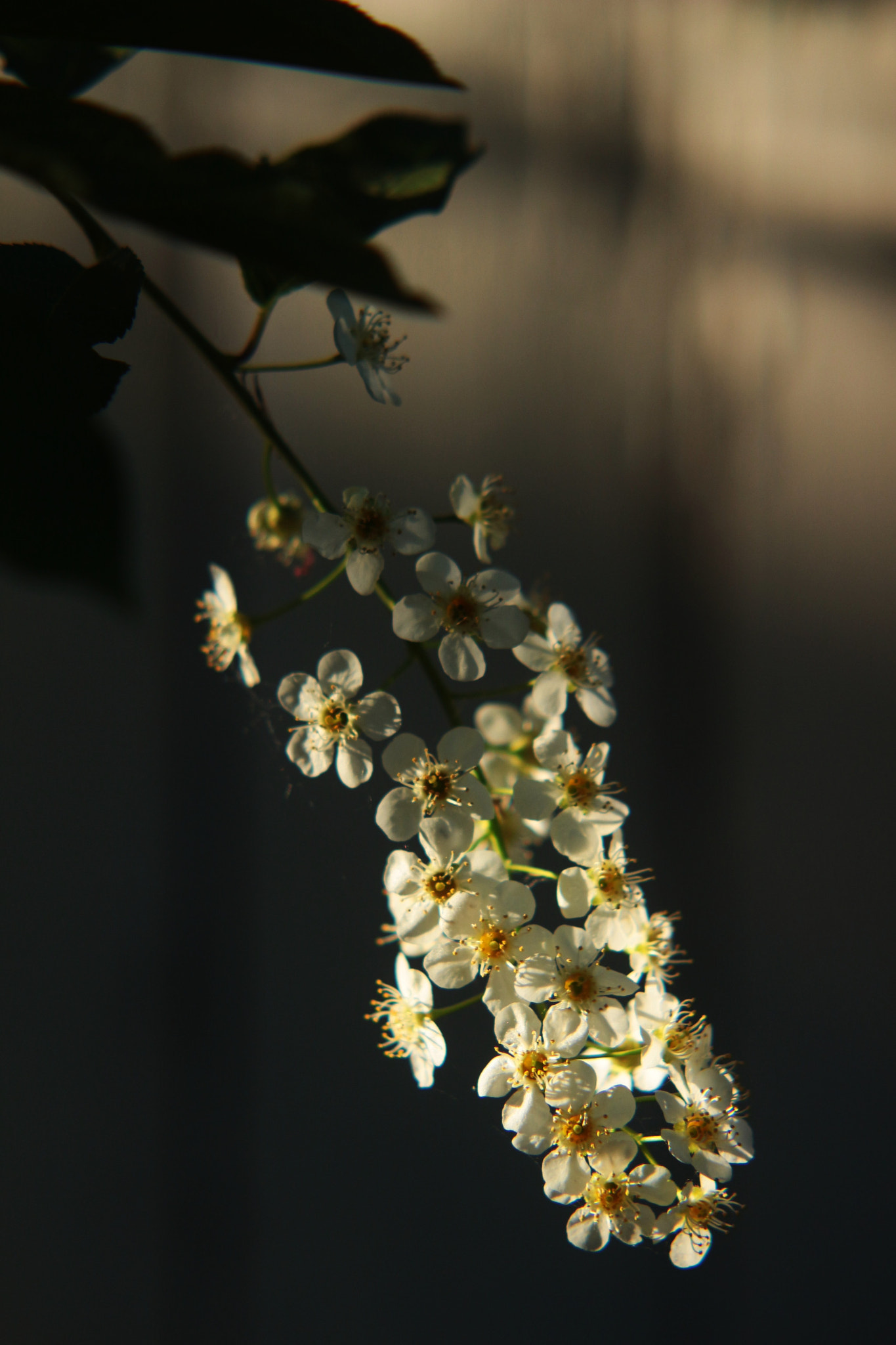 Canon EF-S 55-250mm F4-5.6 IS II sample photo. Evening's last light photography