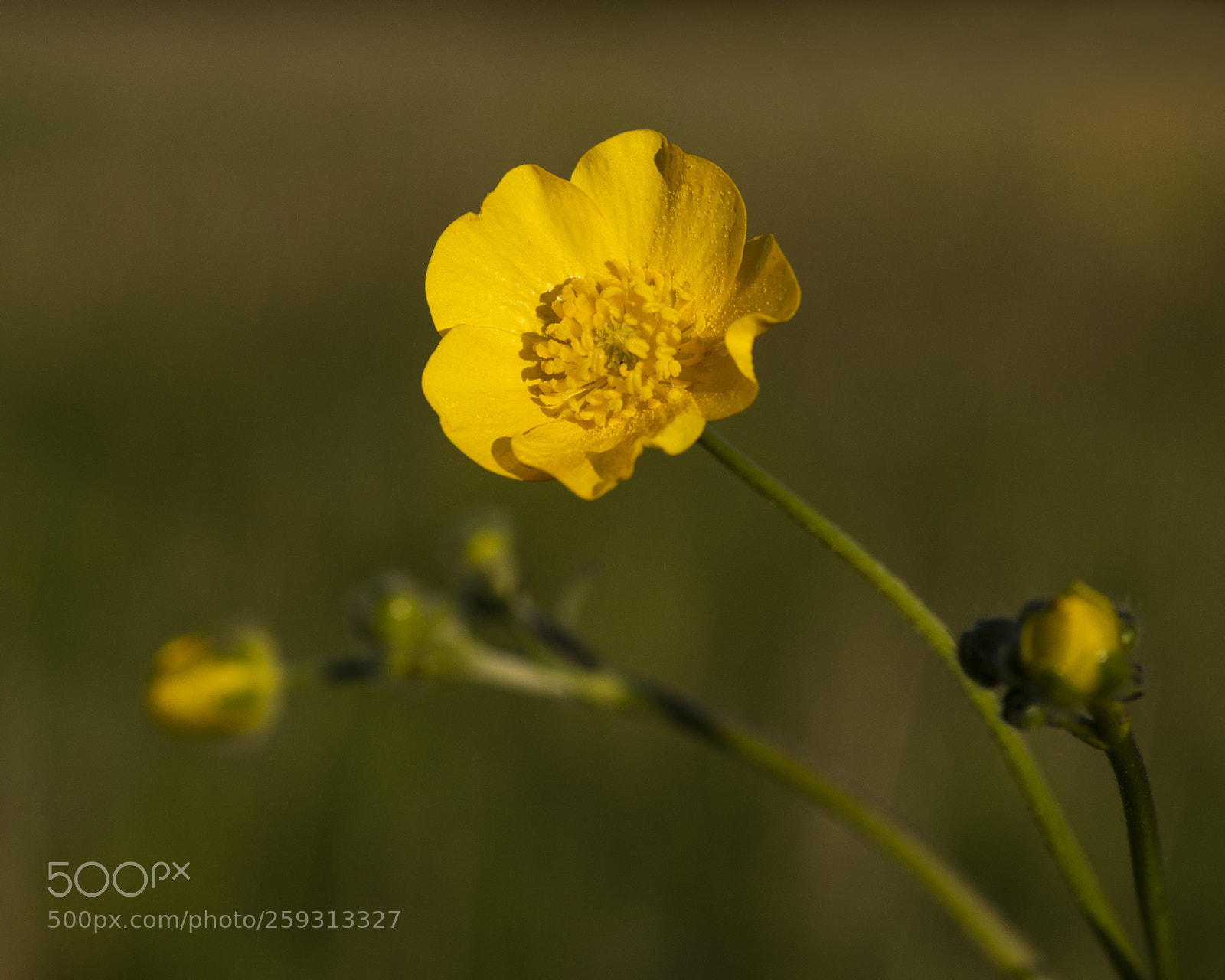 Nikon D810 sample photo. Buttercup photography