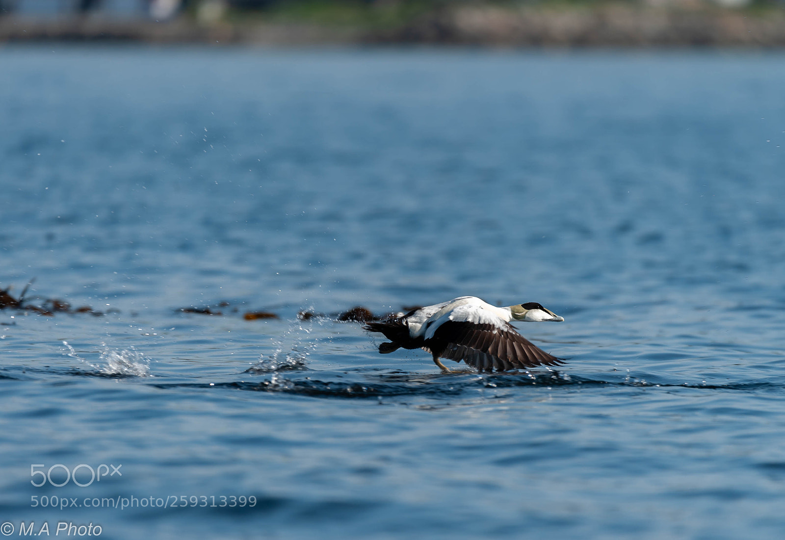 Nikon D3 sample photo. Common eider photography