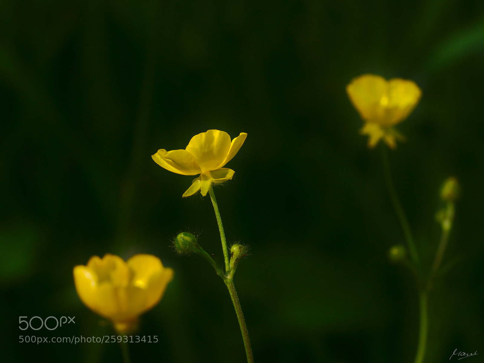 Nikon D90 sample photo. Yellow on green photography