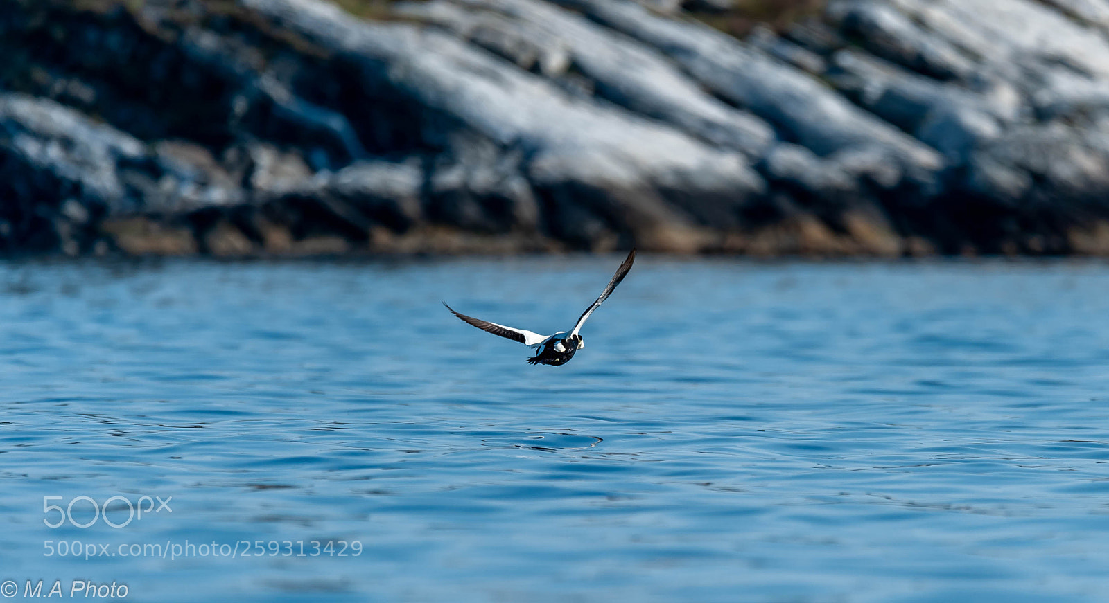 Nikon D3 sample photo. Common eider #2 photography