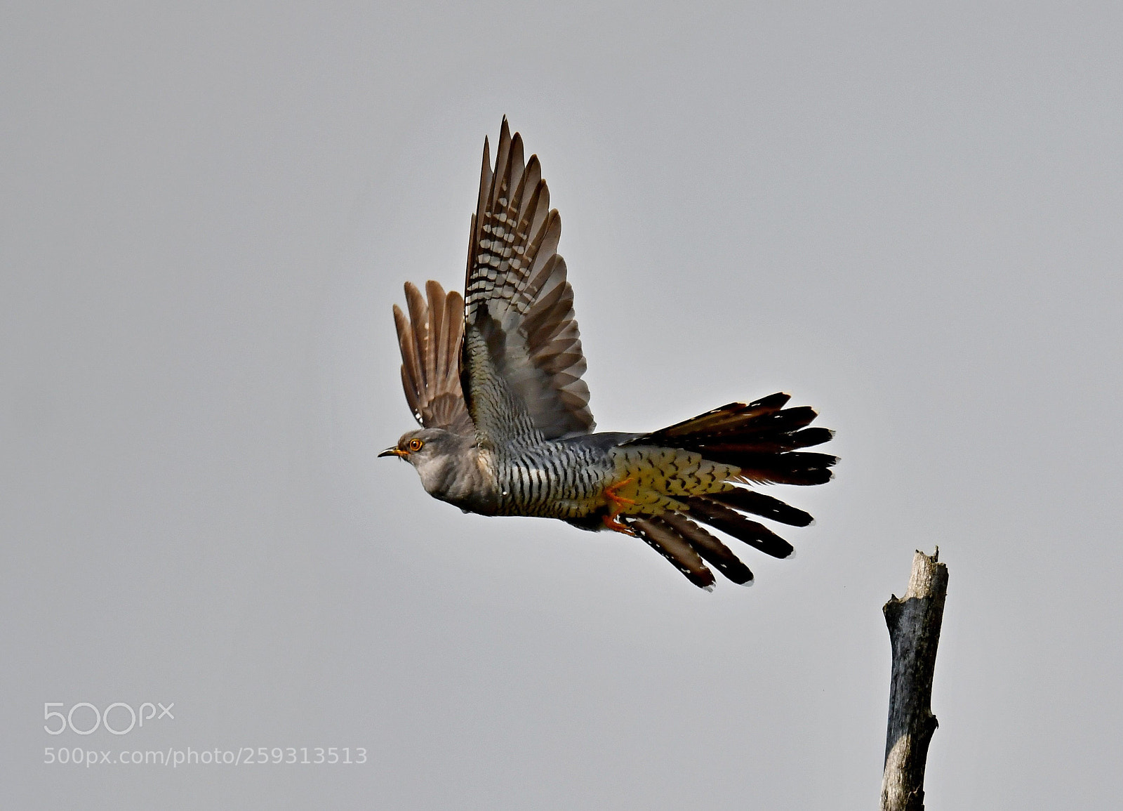 Nikon D500 sample photo. Departure cuckoo photography
