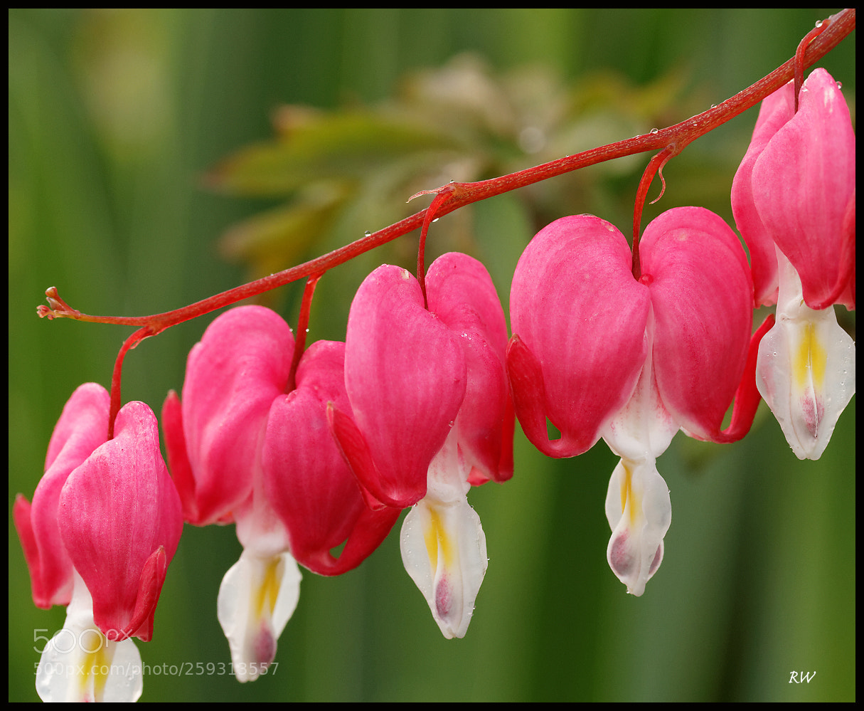 Canon EOS 7D sample photo. Dicentra photography