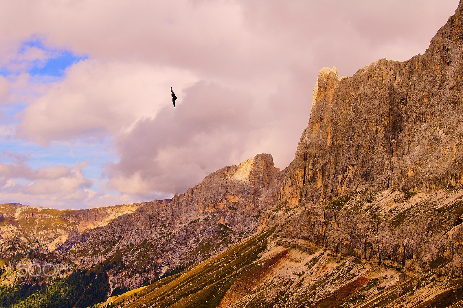 Sony Alpha DSLR-A500 sample photo. Flying chough photography