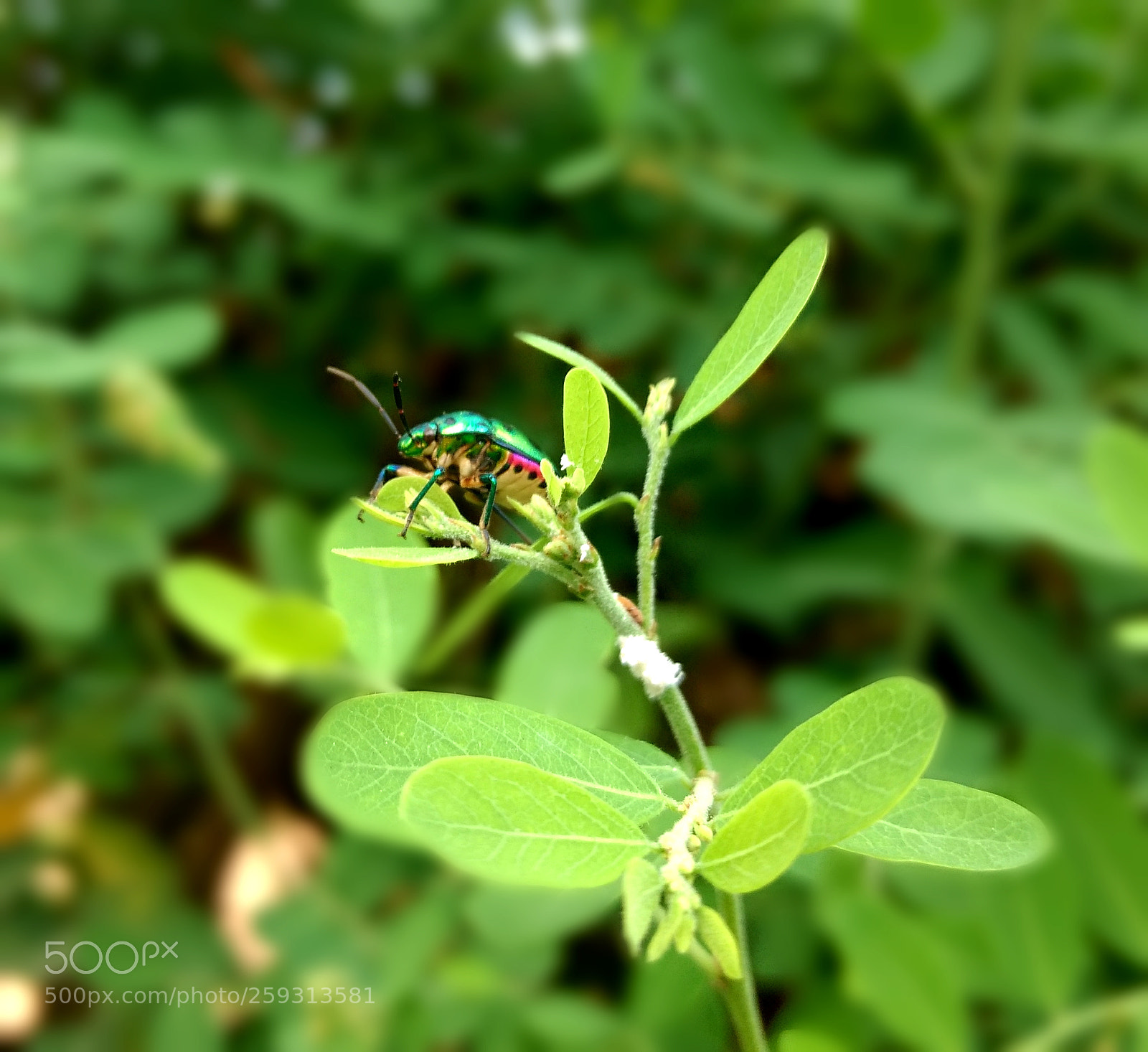 Motorola Moto G (4) sample photo. A green bug photography