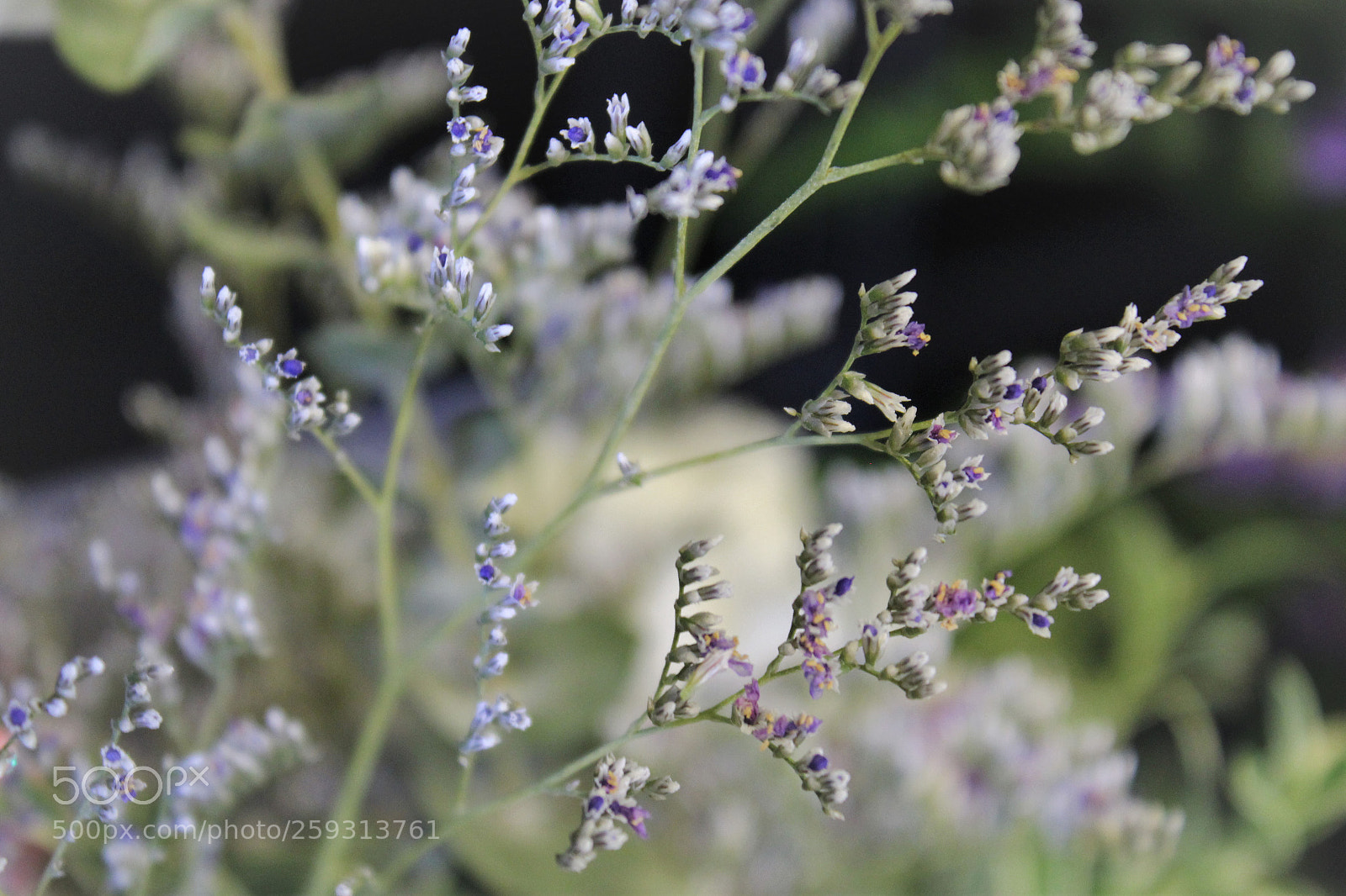 Canon EOS 1200D (EOS Rebel T5 / EOS Kiss X70 / EOS Hi) sample photo. Reaching flowers (selective focus) photography