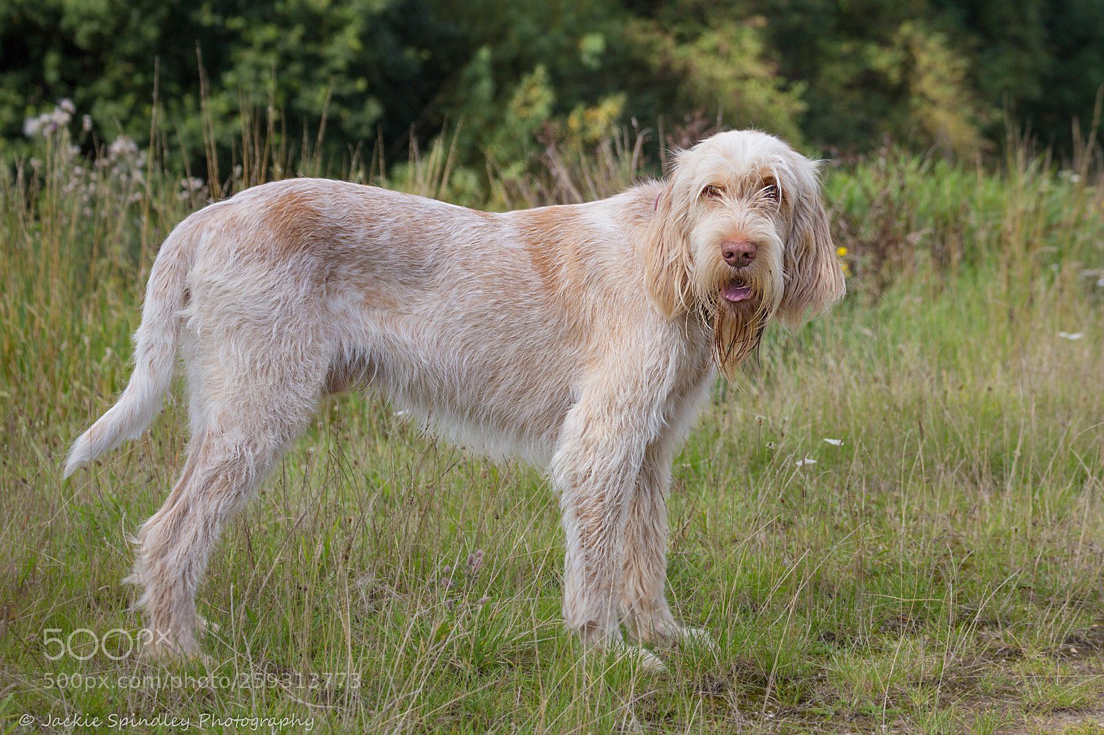 Canon EOS 6D sample photo. Rudolph photography