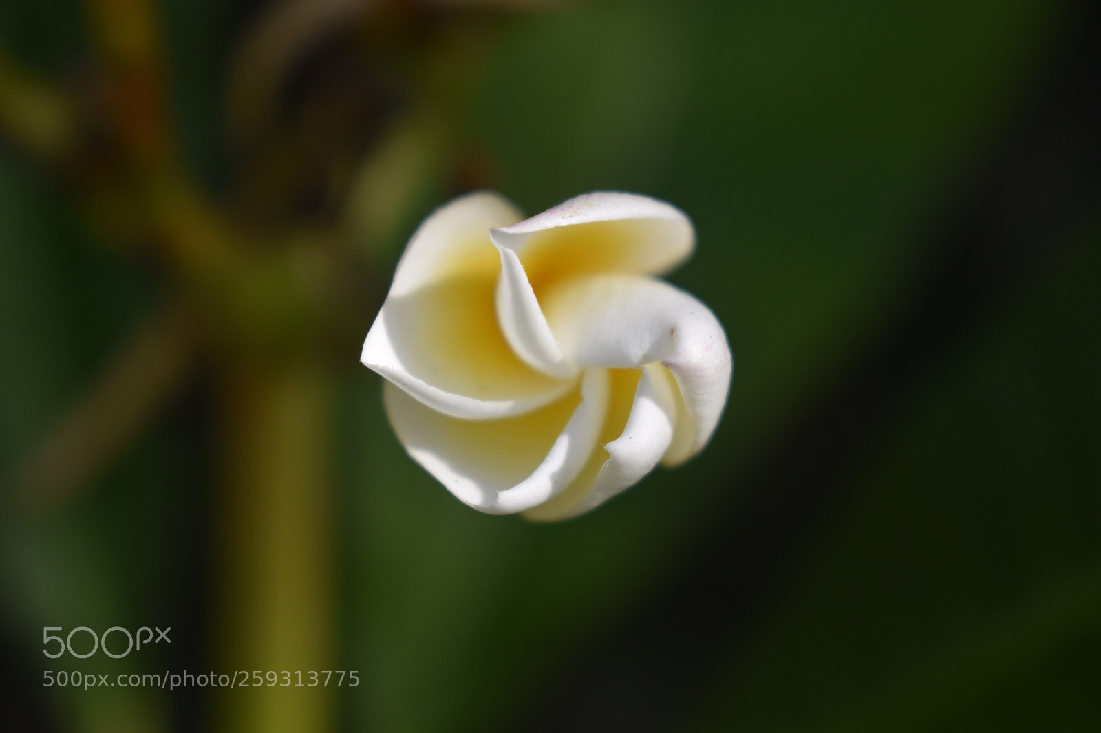Nikon D3400 sample photo. The frangipani twirl photography