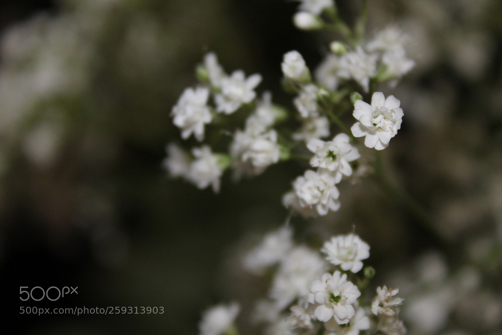 Canon EOS 1200D (EOS Rebel T5 / EOS Kiss X70 / EOS Hi) sample photo. Mode dial project photography