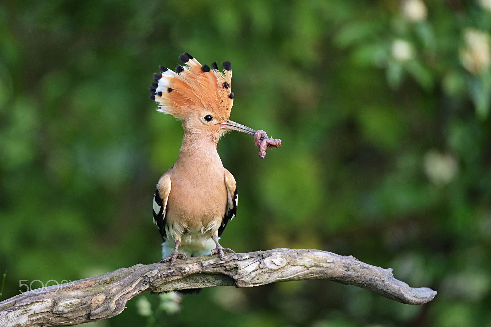 Sigma 150-600mm F5-6.3 DG OS HSM | S sample photo. Upupa epops photography
