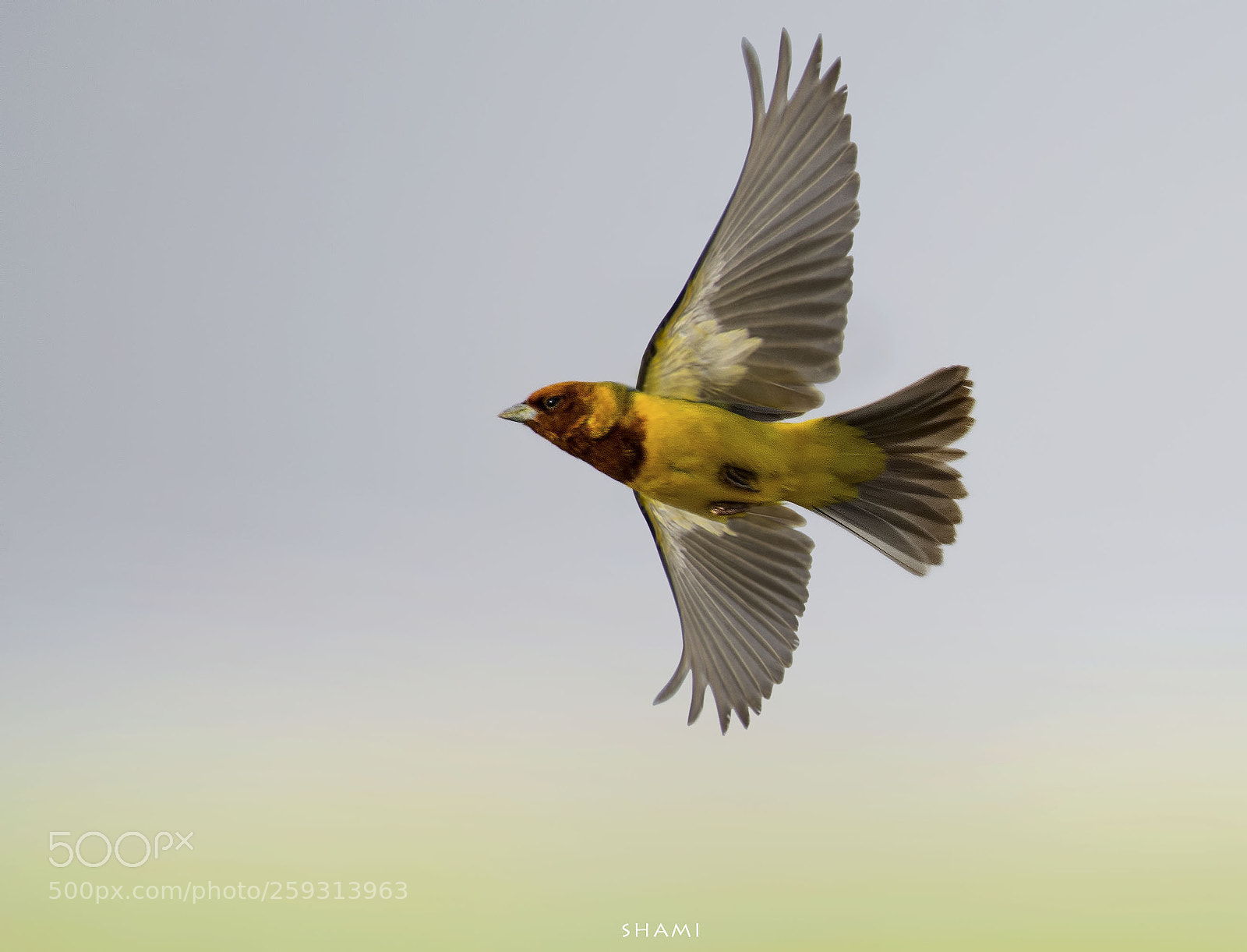 Nikon D800E sample photo. Red headed bunting photography