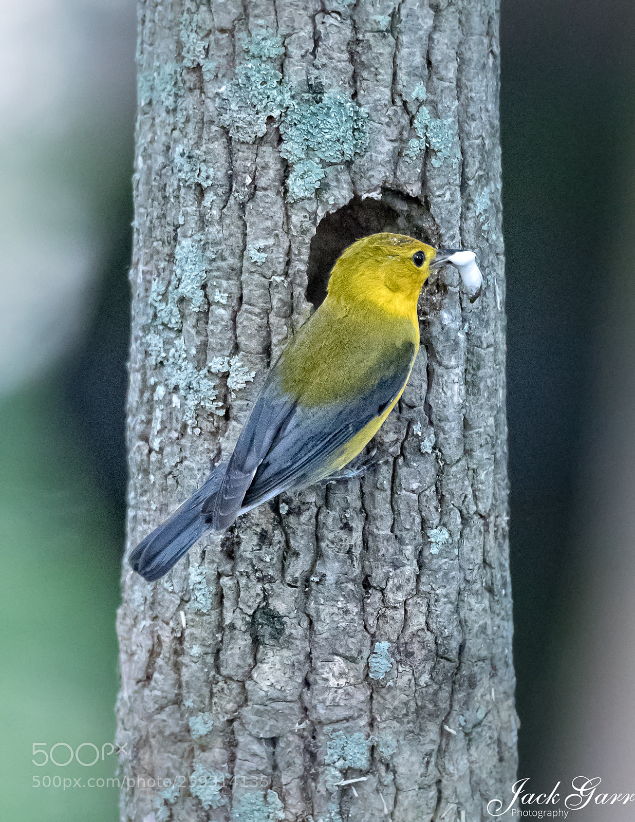 Canon EOS-1D X Mark II sample photo. Prothonotary warbler female cleaning photography