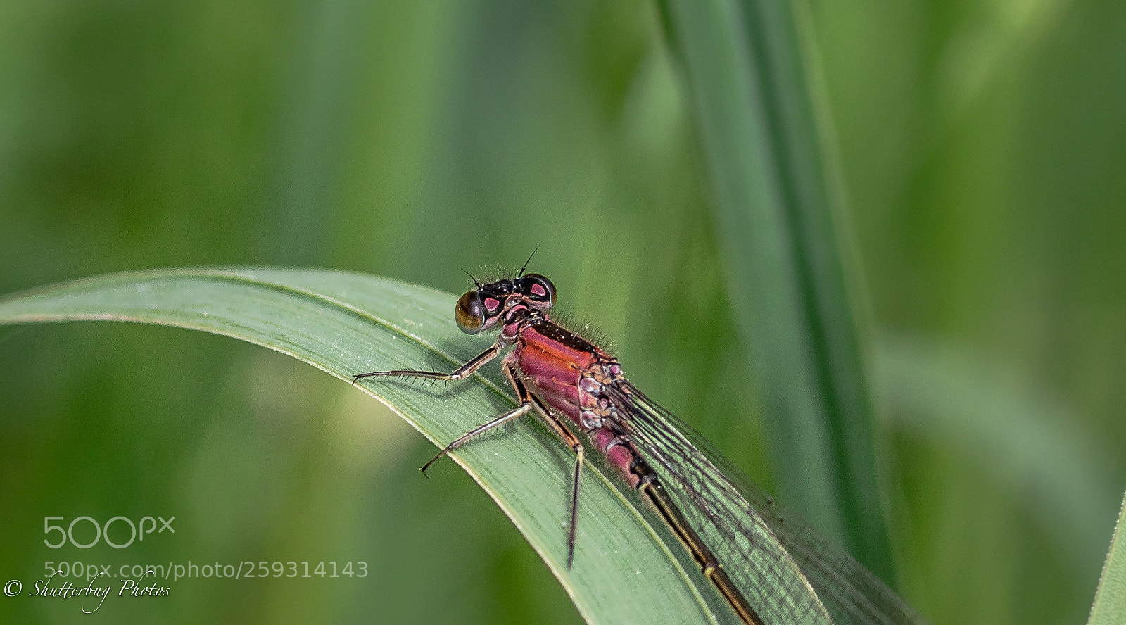Canon EOS 80D sample photo. Damsel pink macro photography