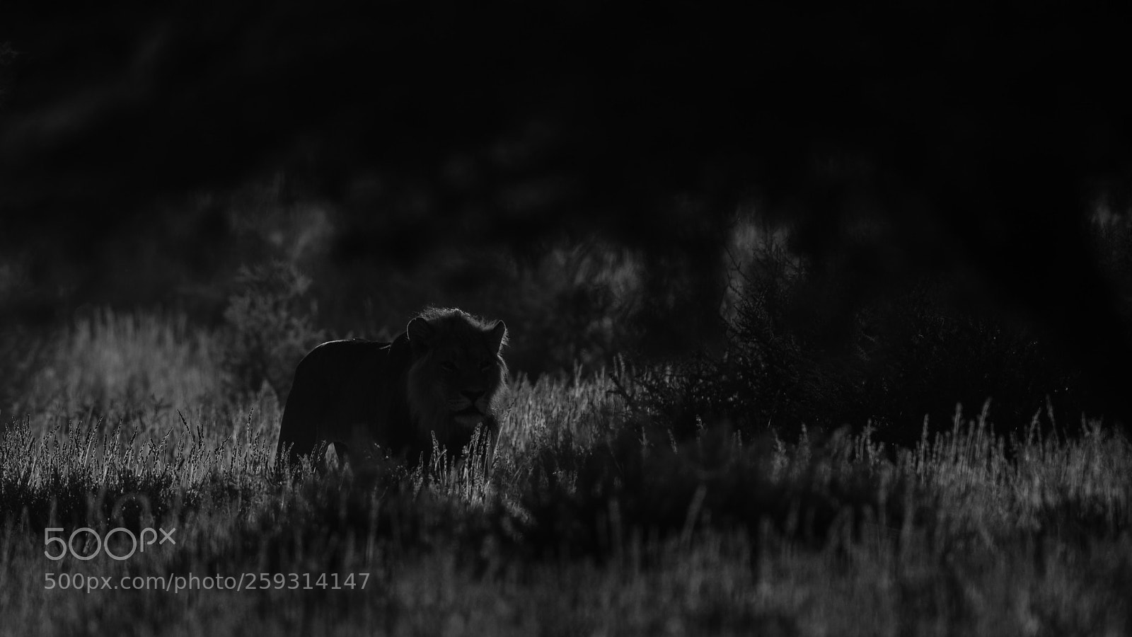 Canon EOS 5D Mark IV sample photo. Lion photography