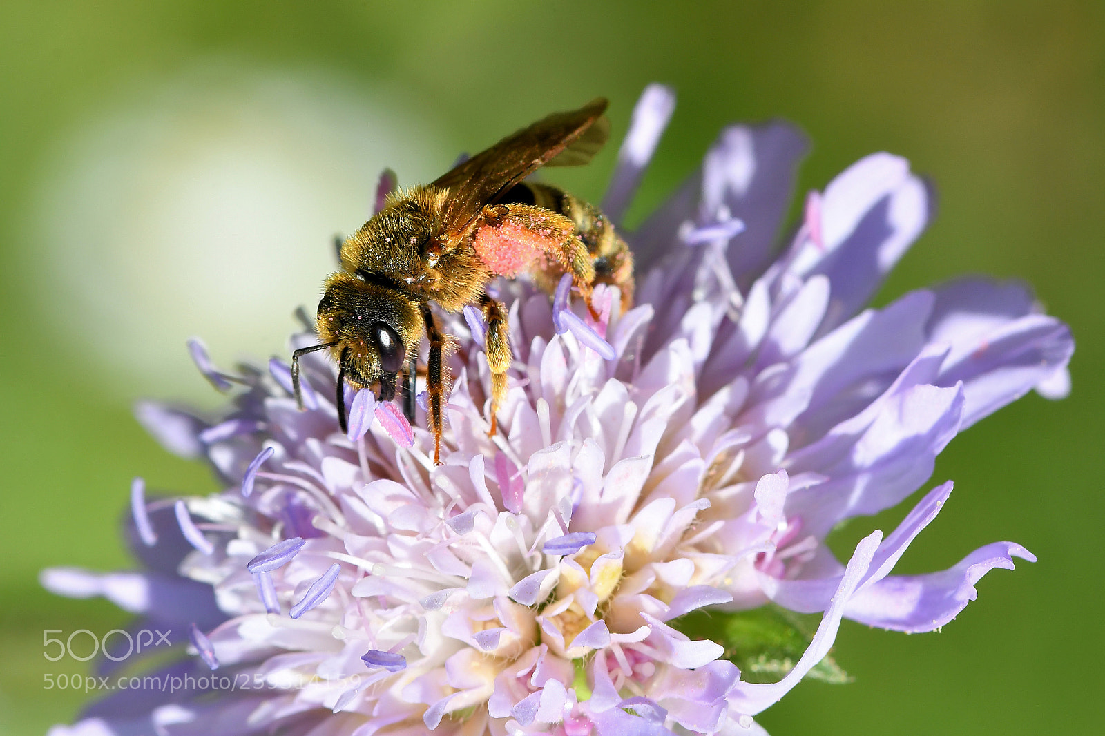 Nikon D500 sample photo. Bee photography