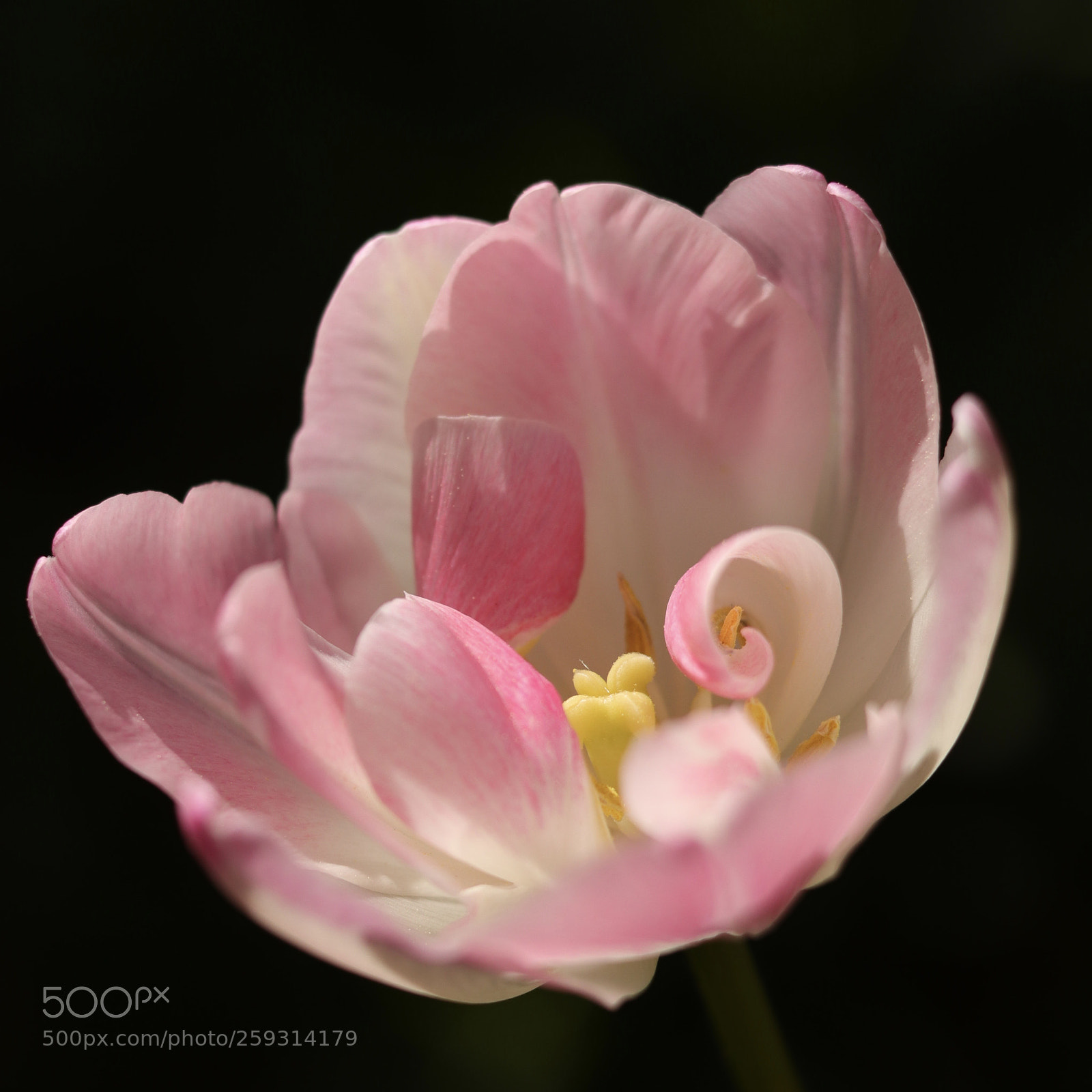 Canon EOS 77D (EOS 9000D / EOS 770D) sample photo. — tulip flower — photography