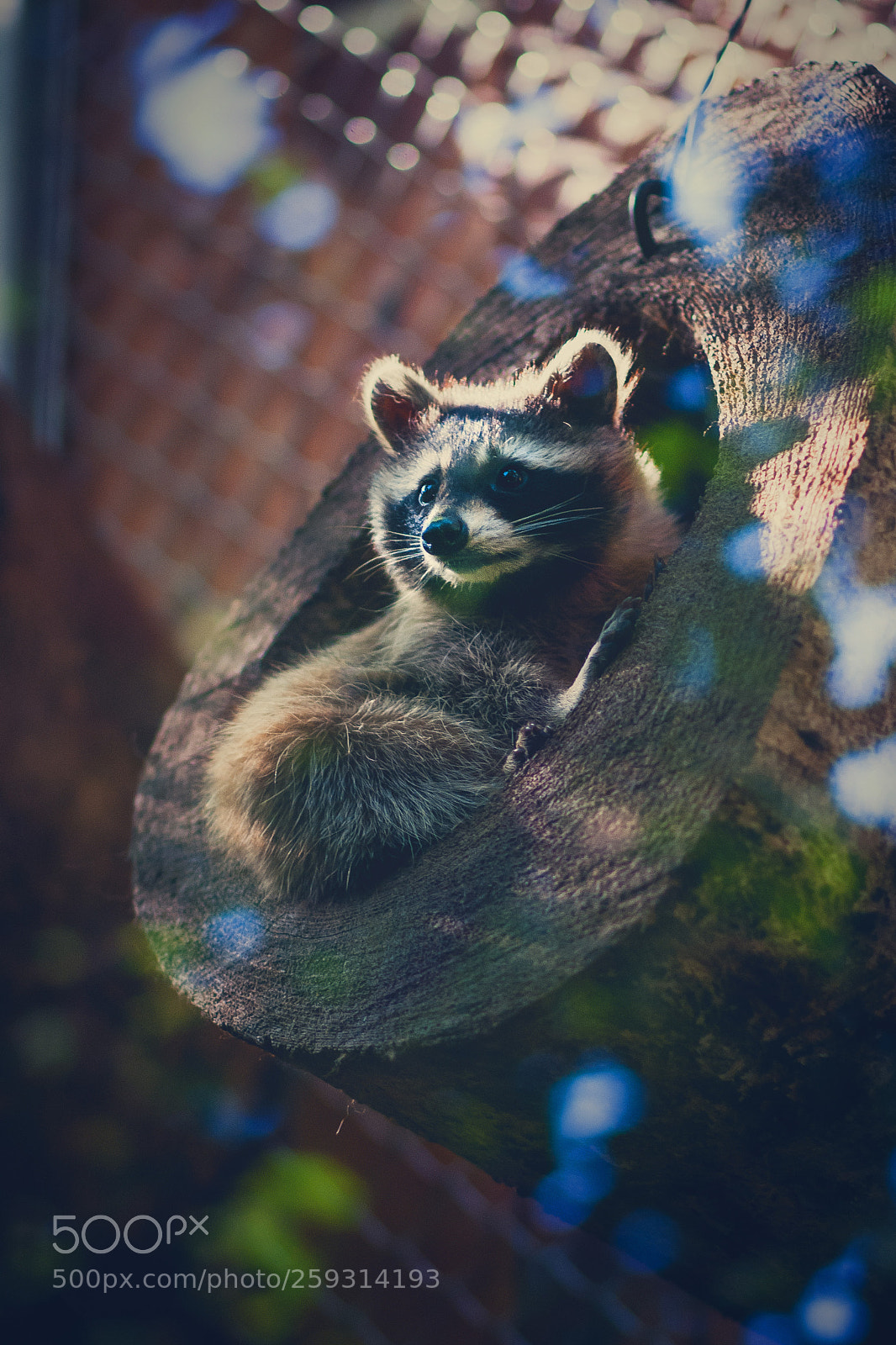 Nikon D80 sample photo. Racoon photography