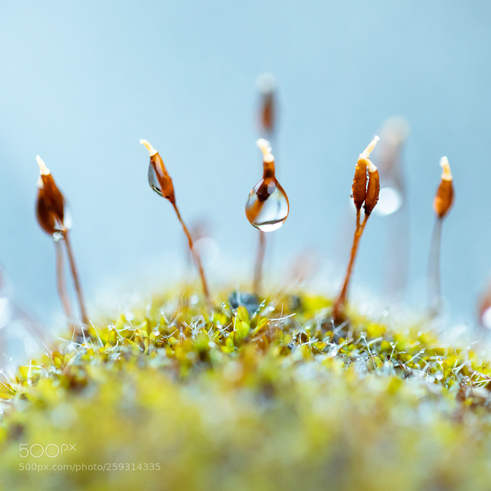Canon EOS 5D Mark IV sample photo. Wet roof moss photography