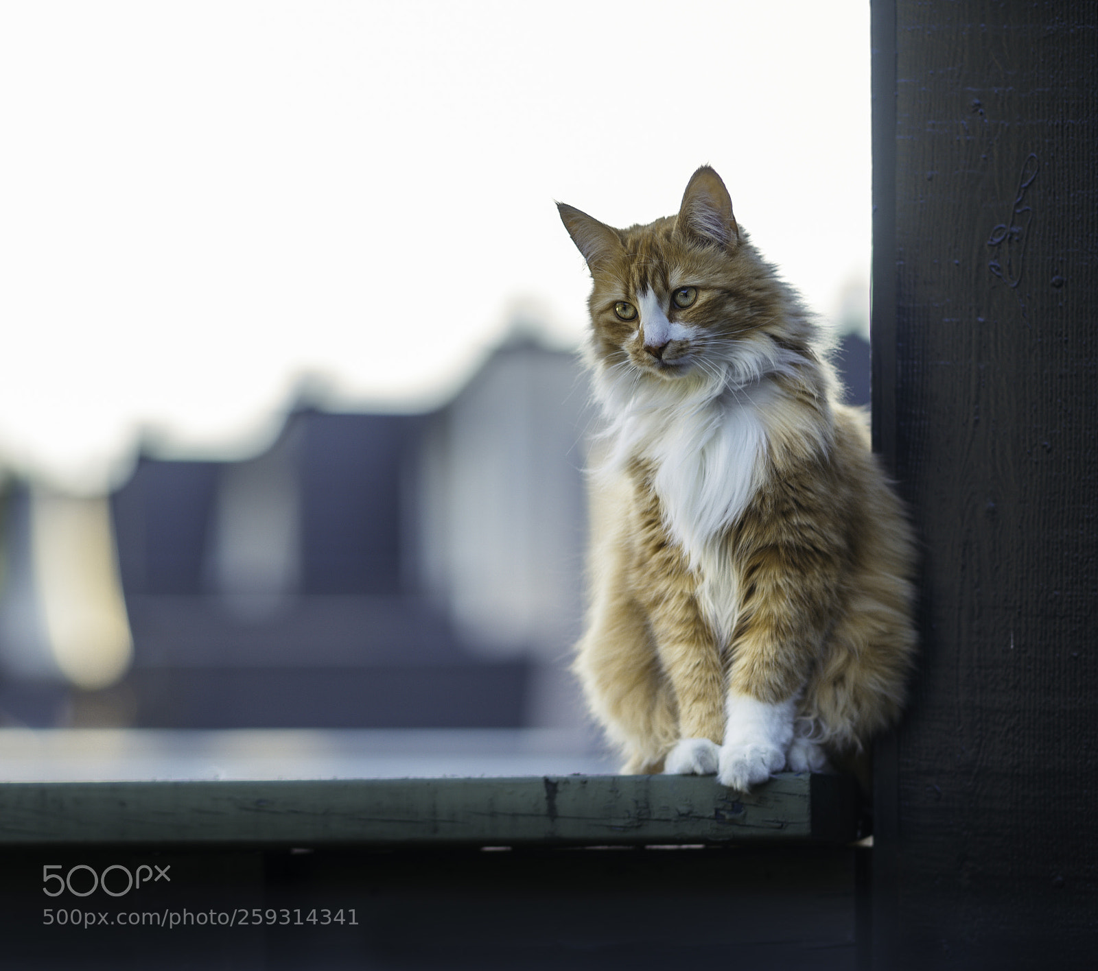 Sony a7 sample photo. Gazing photography