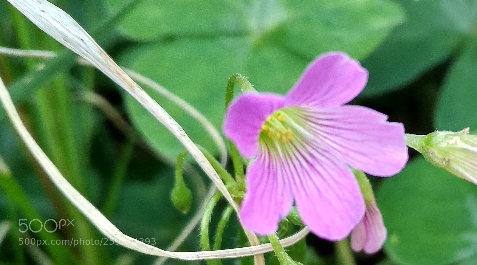 Xiaomi Redmi 4X sample photo. Untitled photography