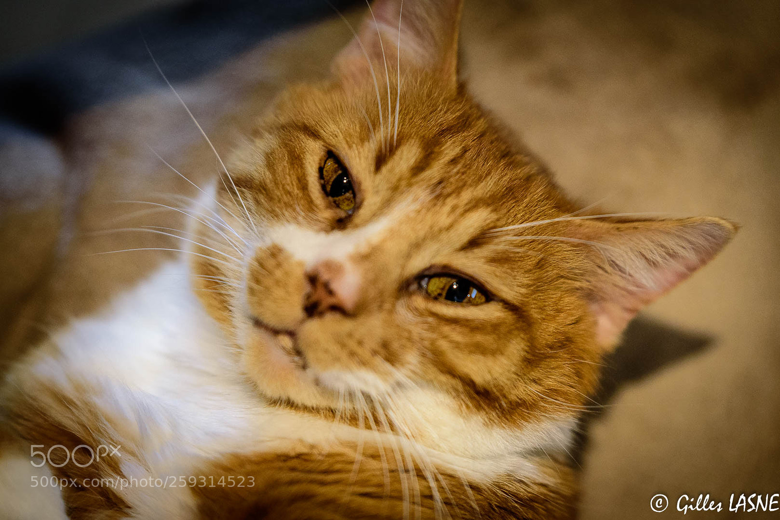 Nikon D750 sample photo. Untitled photography
