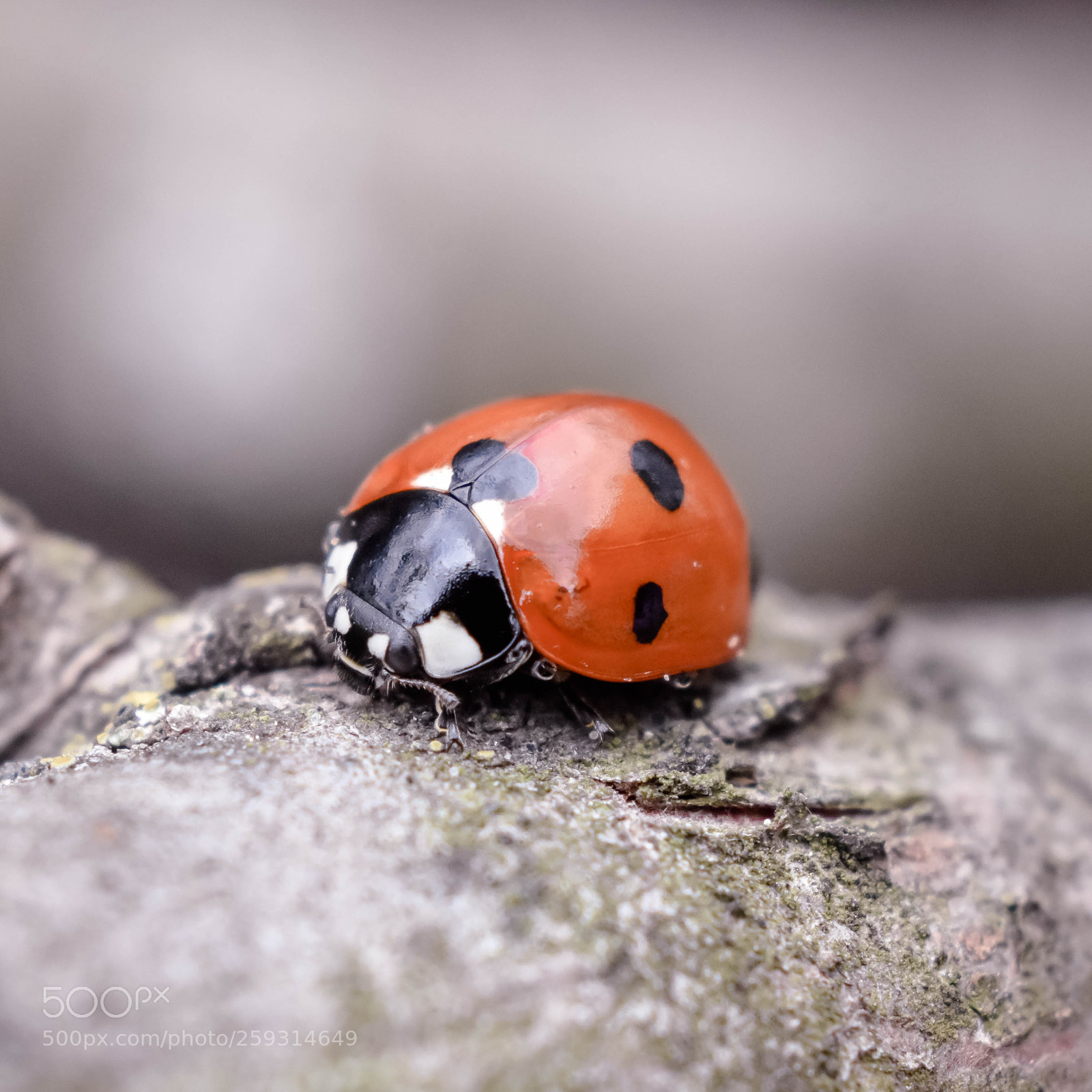 Nikon D3400 sample photo. Ladybug photography