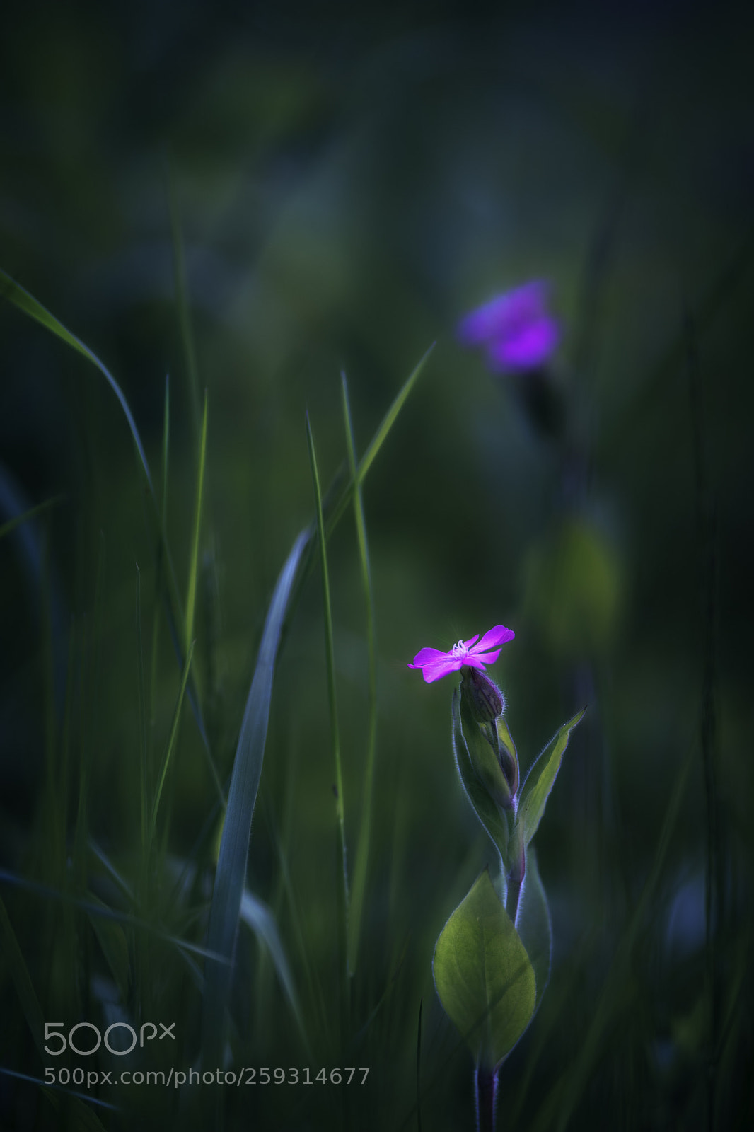 Nikon D7200 sample photo. Pictorial photography
