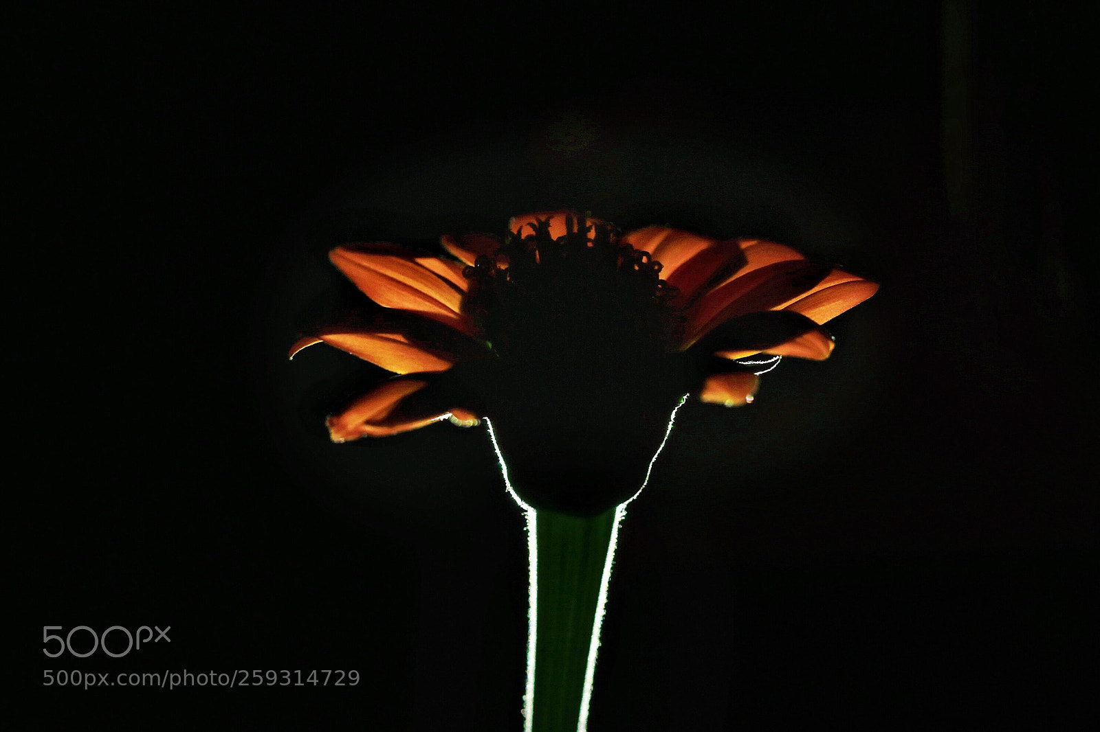 Canon EOS 80D sample photo. Flower photography