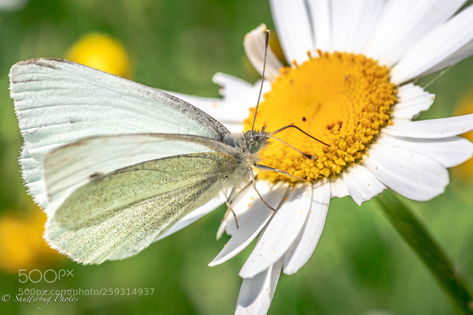 Canon EOS 80D sample photo. Small white photography