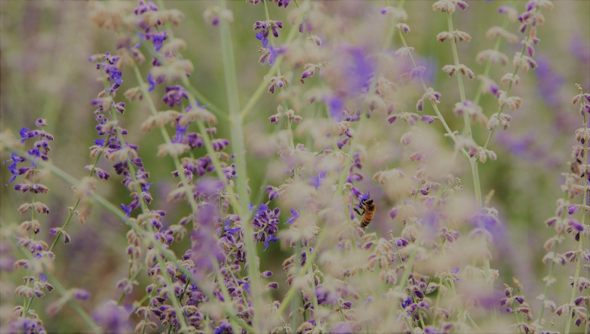 Pentax K-3 sample photo. Bee photography